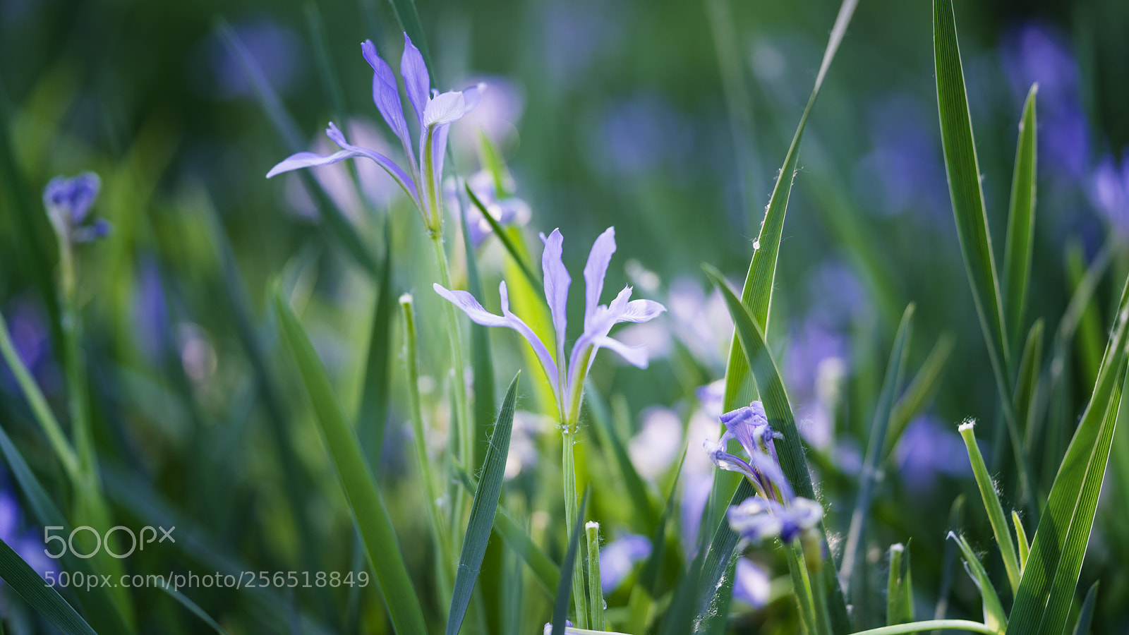 Sony a7R II sample photo. Purple flowers photography
