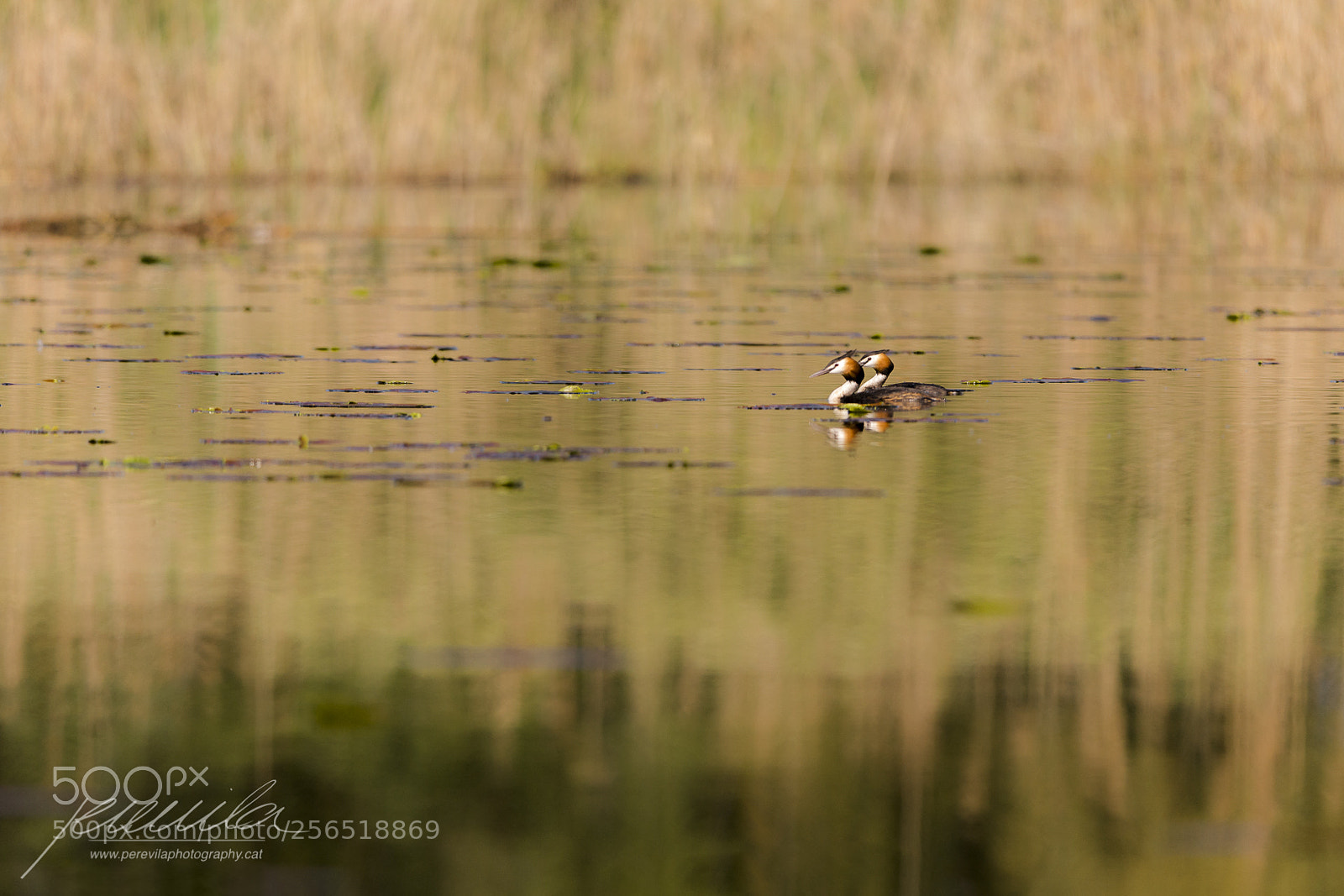Canon EOS-1D X sample photo. A couple of reflexes photography