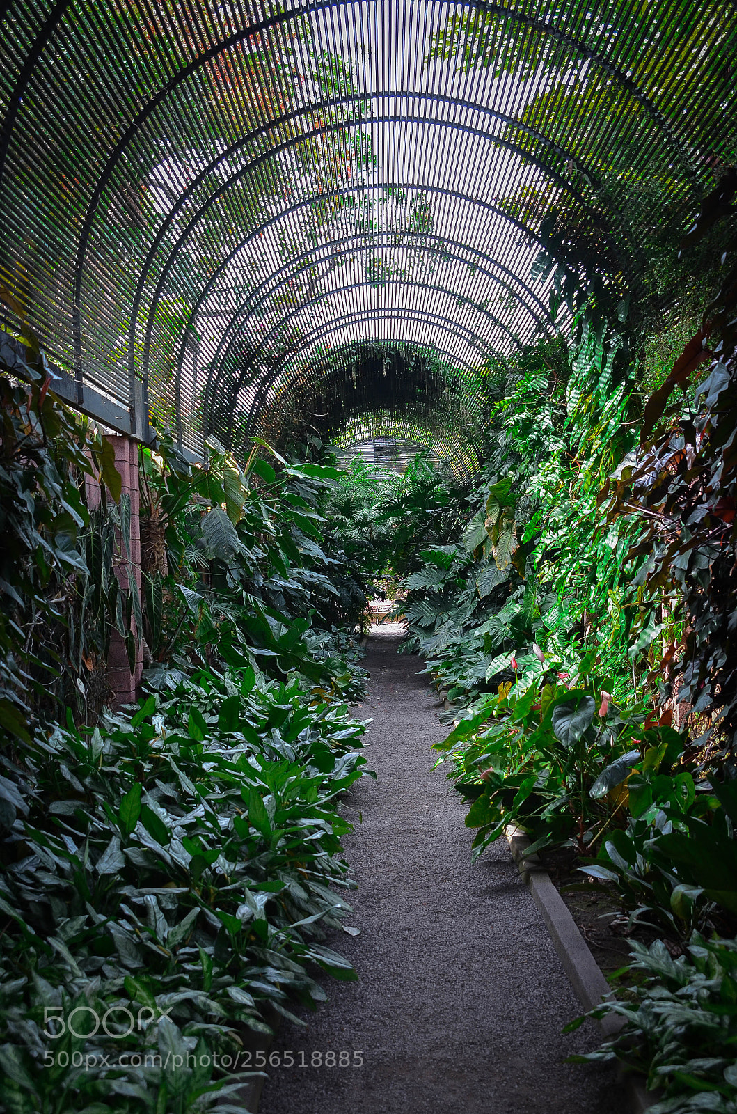 Nikon D7000 sample photo. Green photography