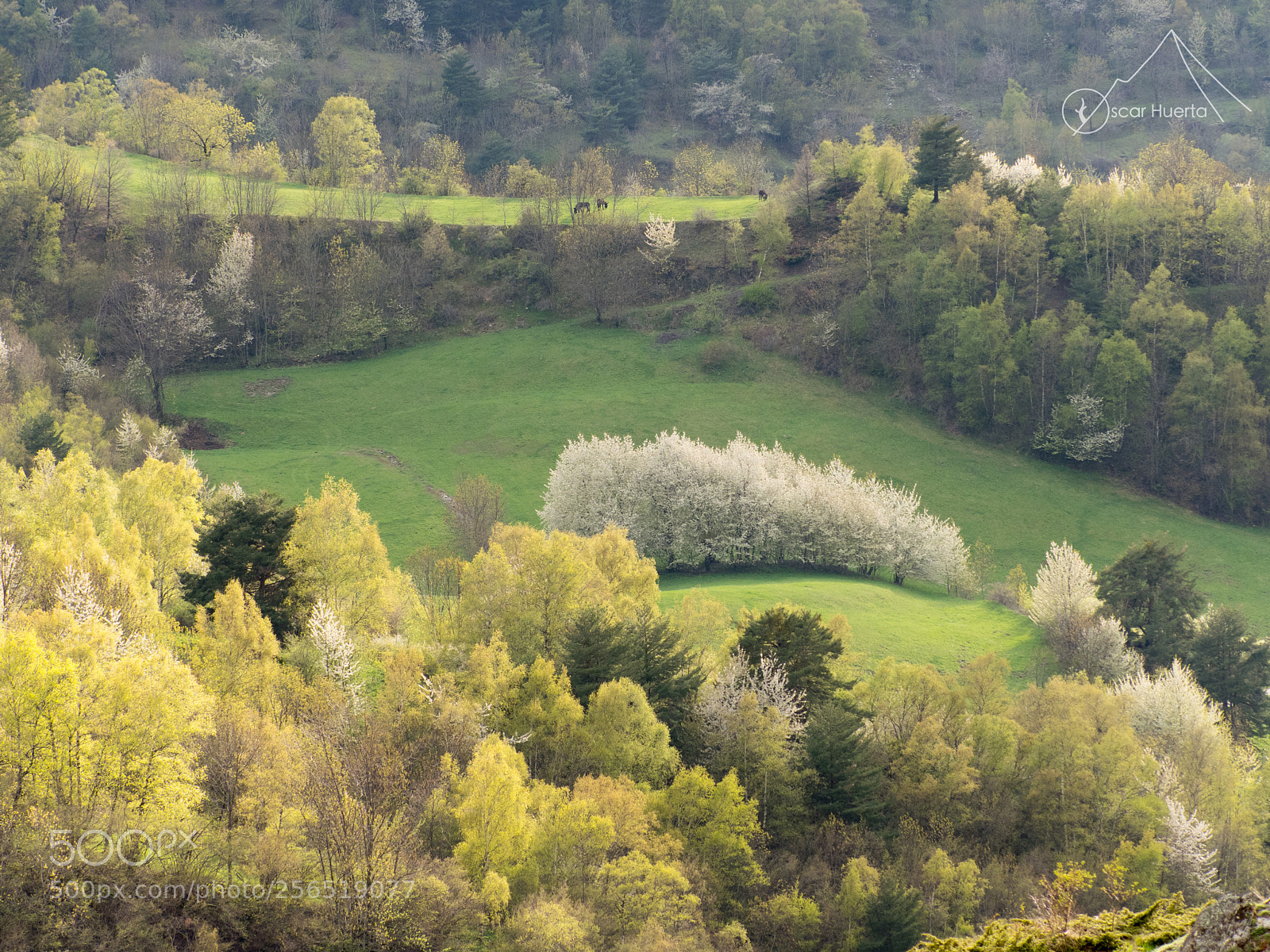 Olympus OM-D E-M1 Mark II sample photo. Springreens photography