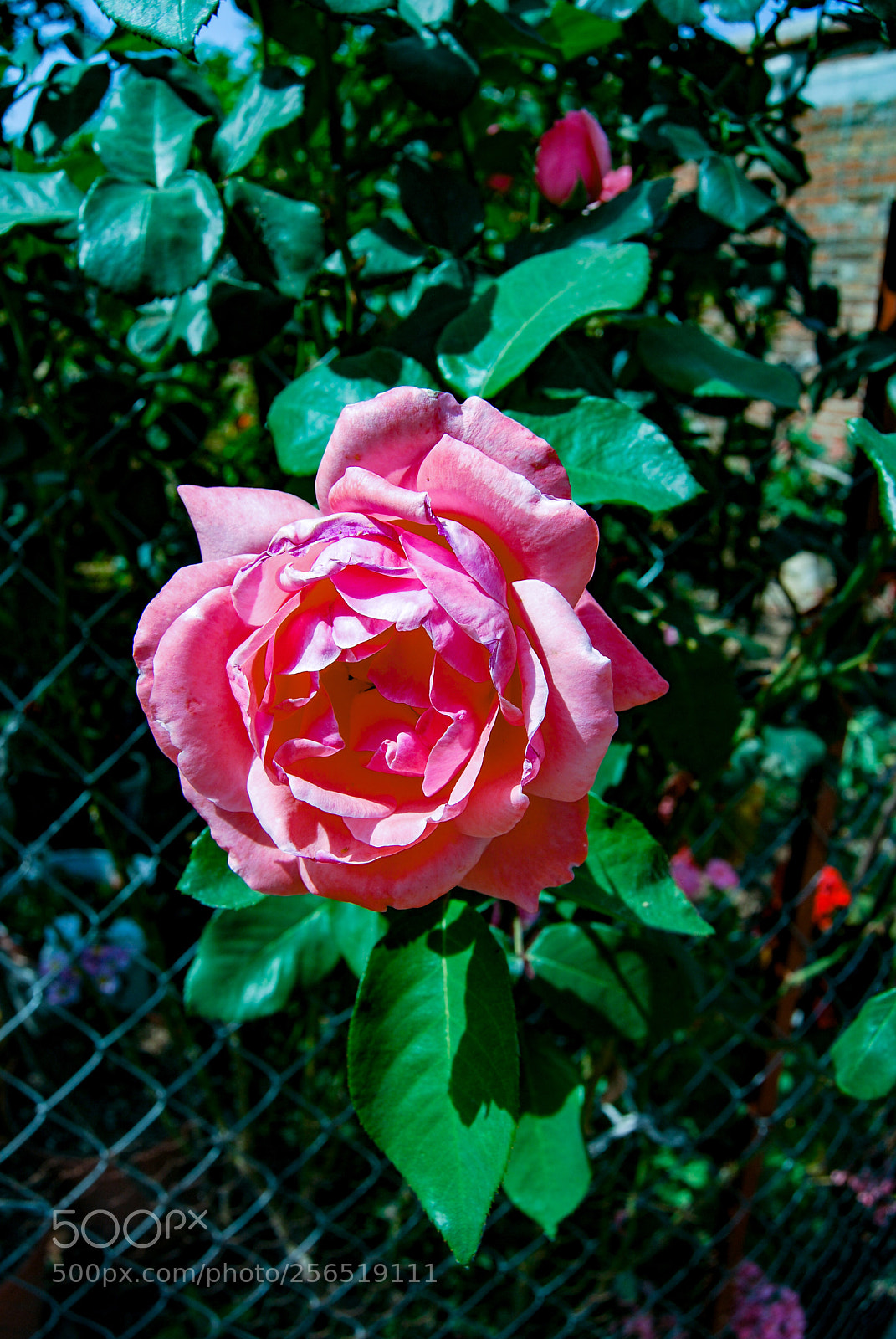 Nikon D40X sample photo. Pink photography