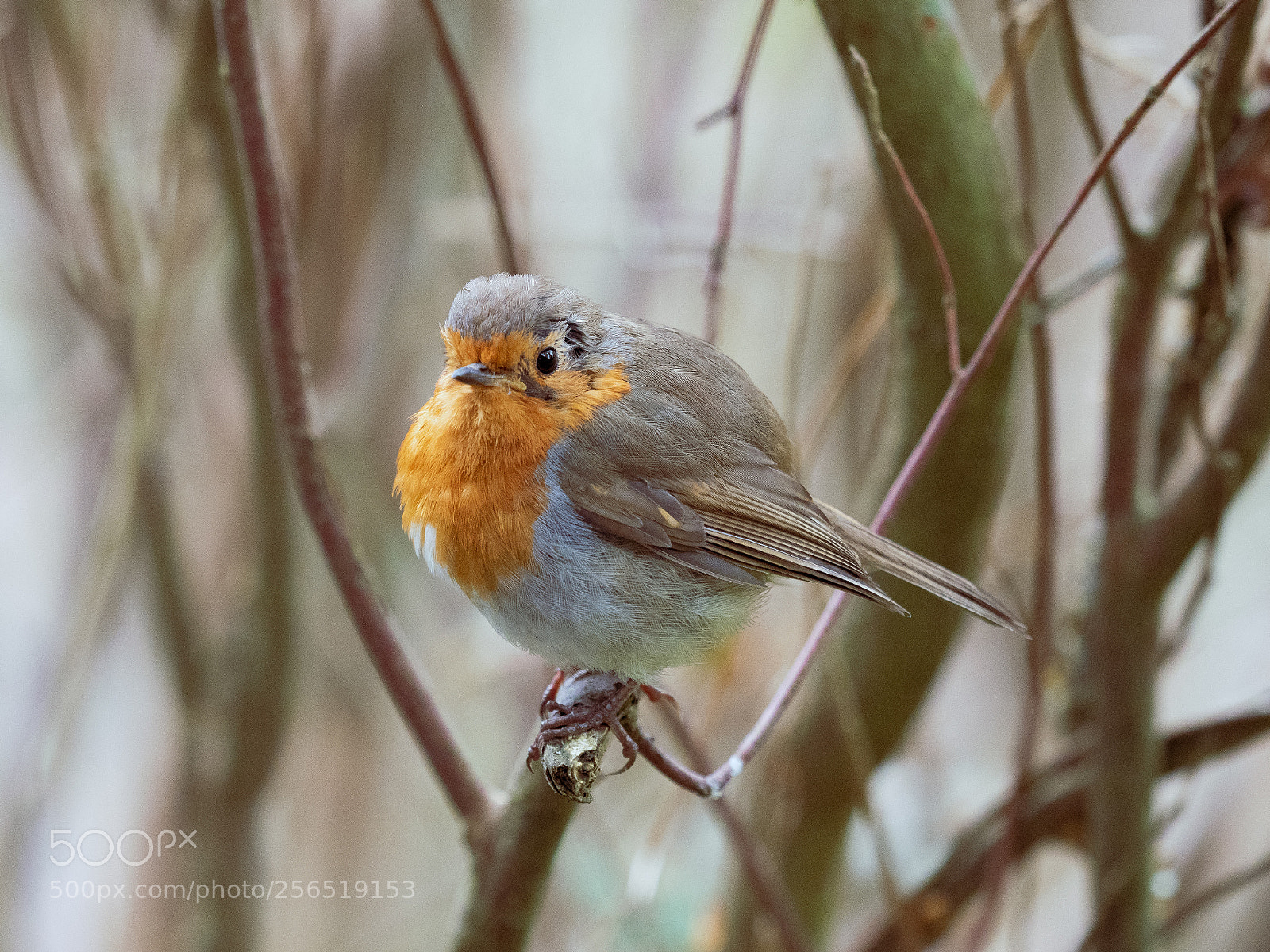 Olympus OM-D E-M1 Mark II sample photo. A robin in spring photography