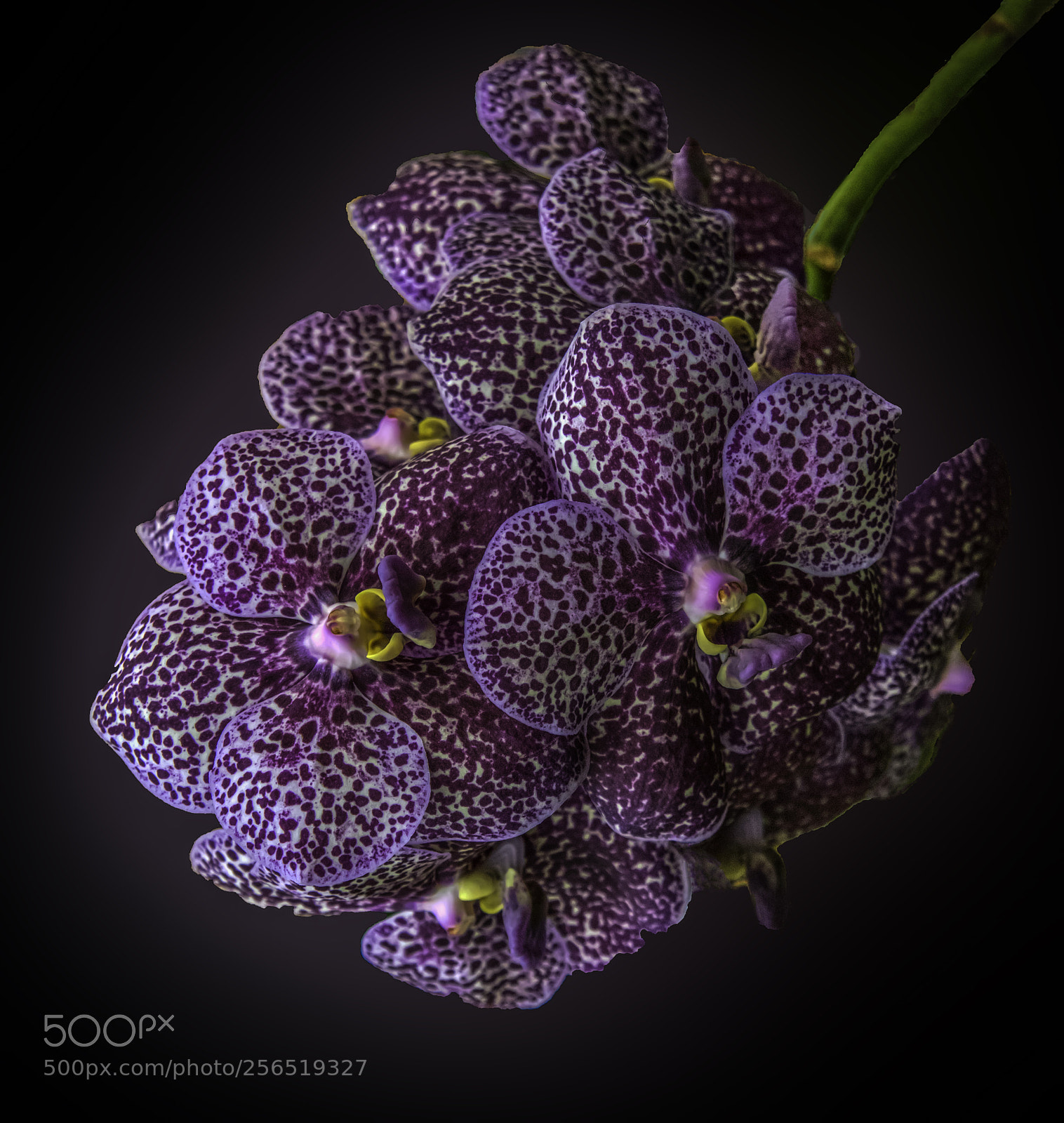 Canon EOS 5DS sample photo. Edit photography