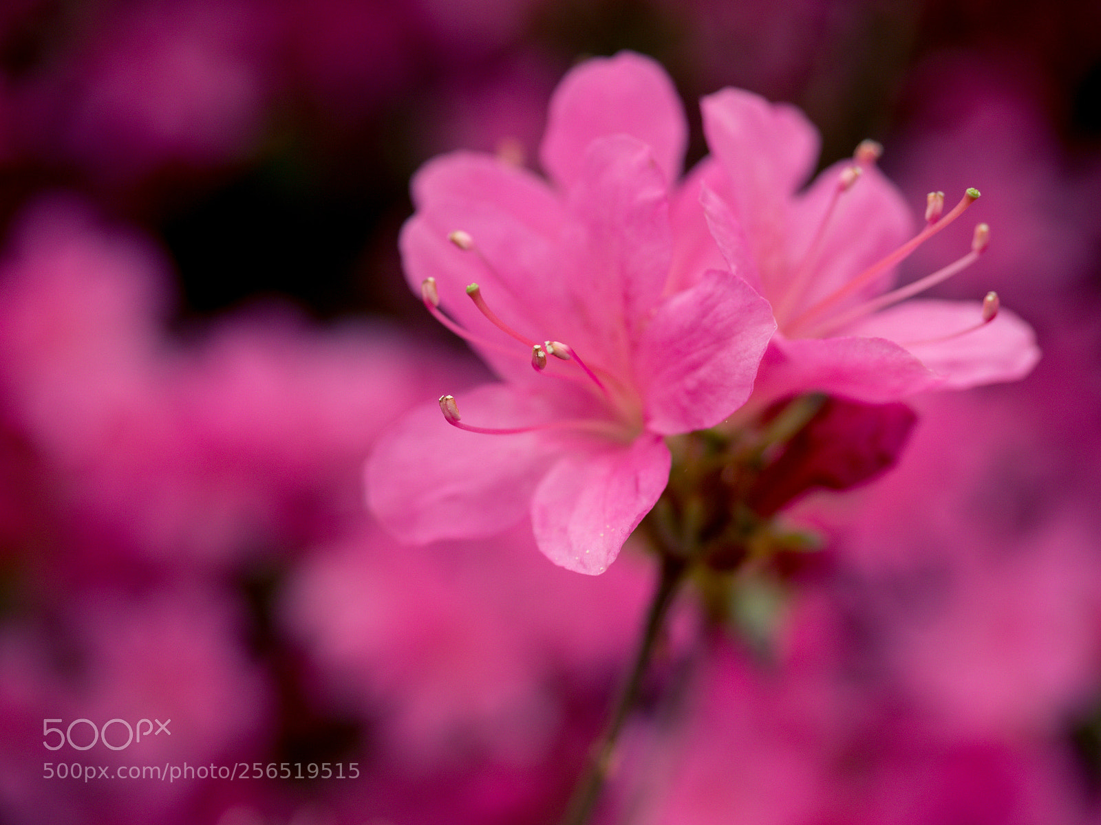 Olympus OM-D E-M1 Mark II sample photo. Pink flowers photography