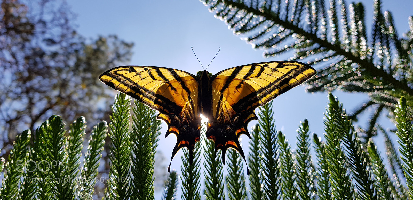 Samsung Galaxy S8+ sample photo. Wings of life photography