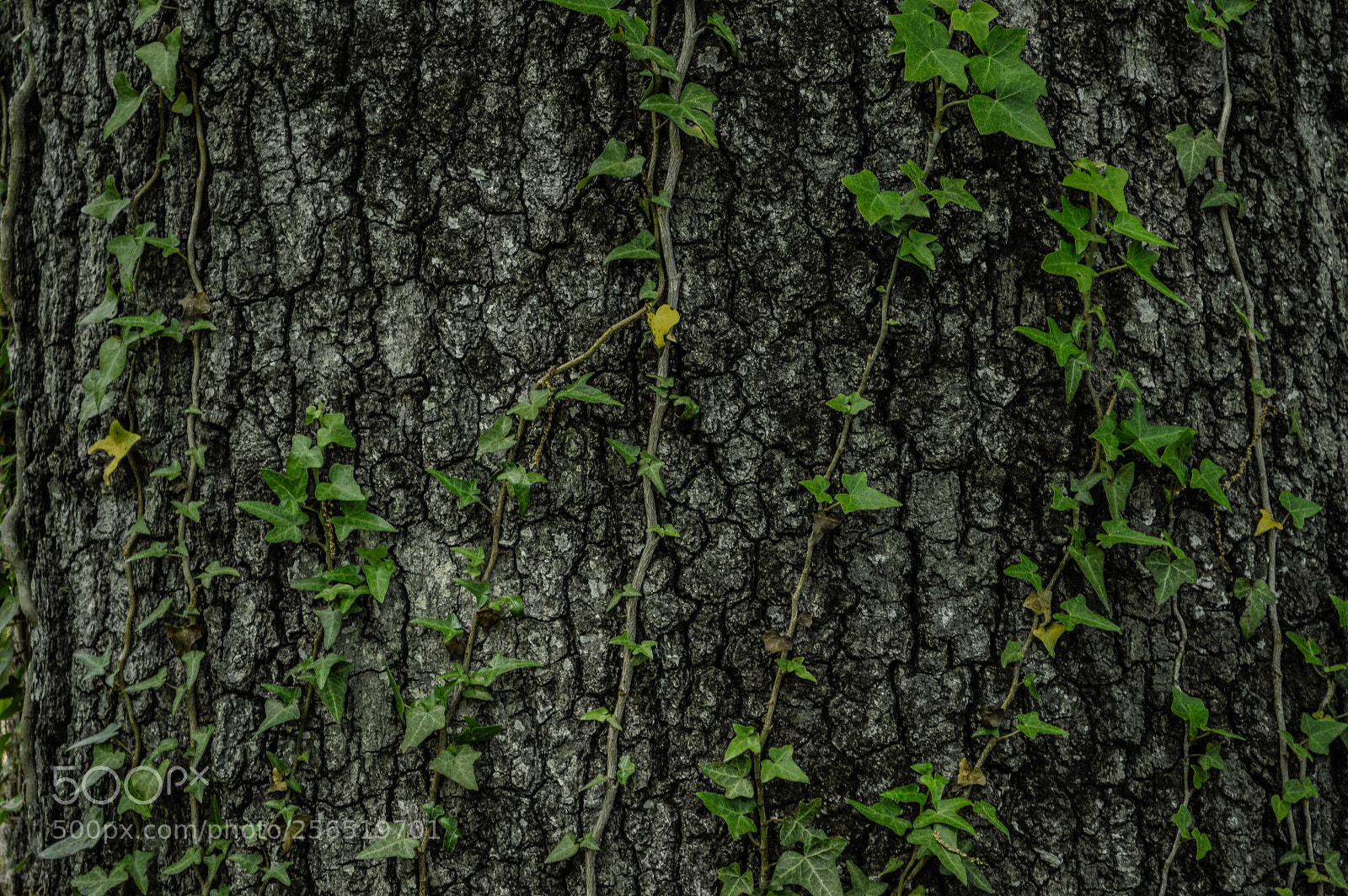 Nikon D3200 sample photo. Untitled photography