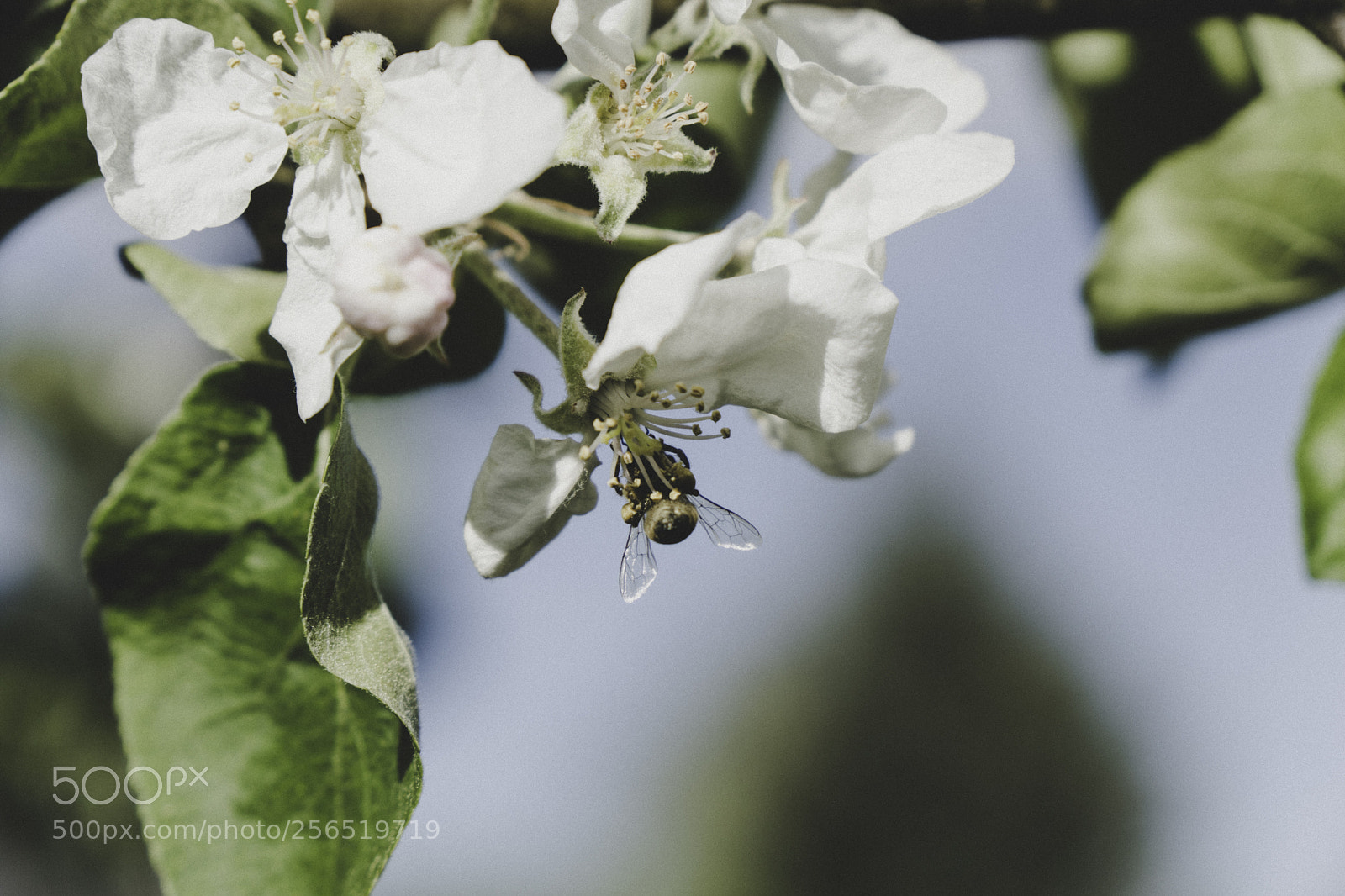 Sony a6300 sample photo. Hanging bee photography