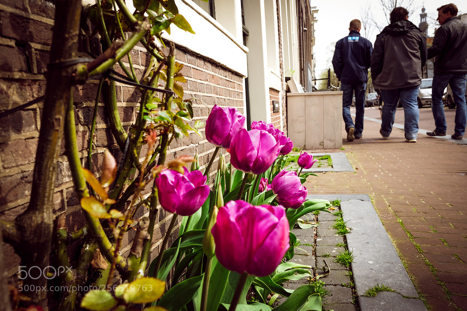 Fujifilm X70 sample photo. Street tulips photography