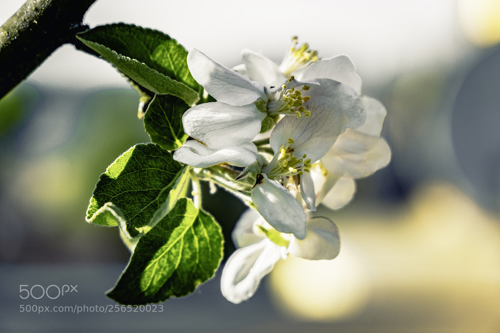 Sony a6300 sample photo. Apple tree photography