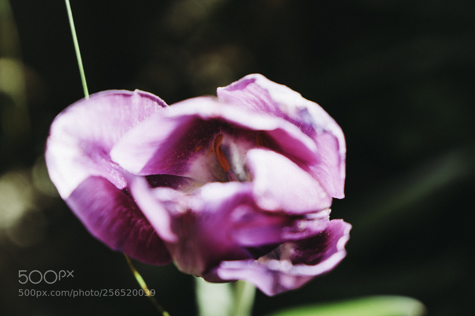 Sony a6300 sample photo. Look inside the nature photography