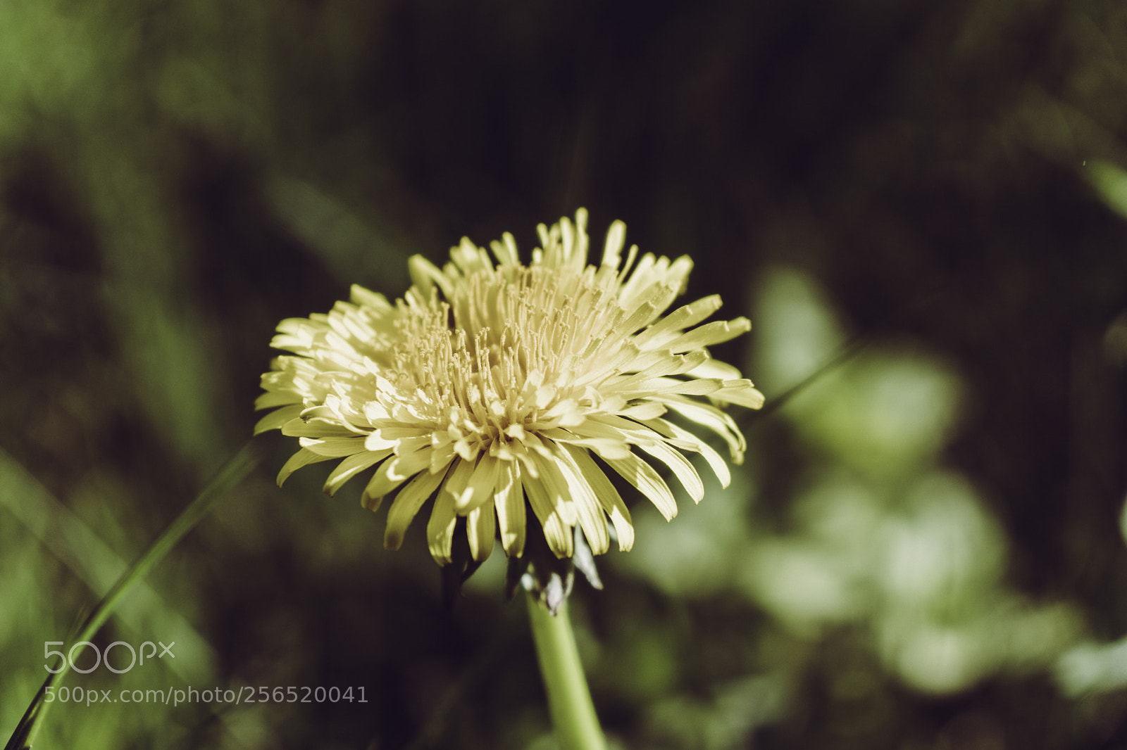 Sony a6300 sample photo. Calm dandelion photography