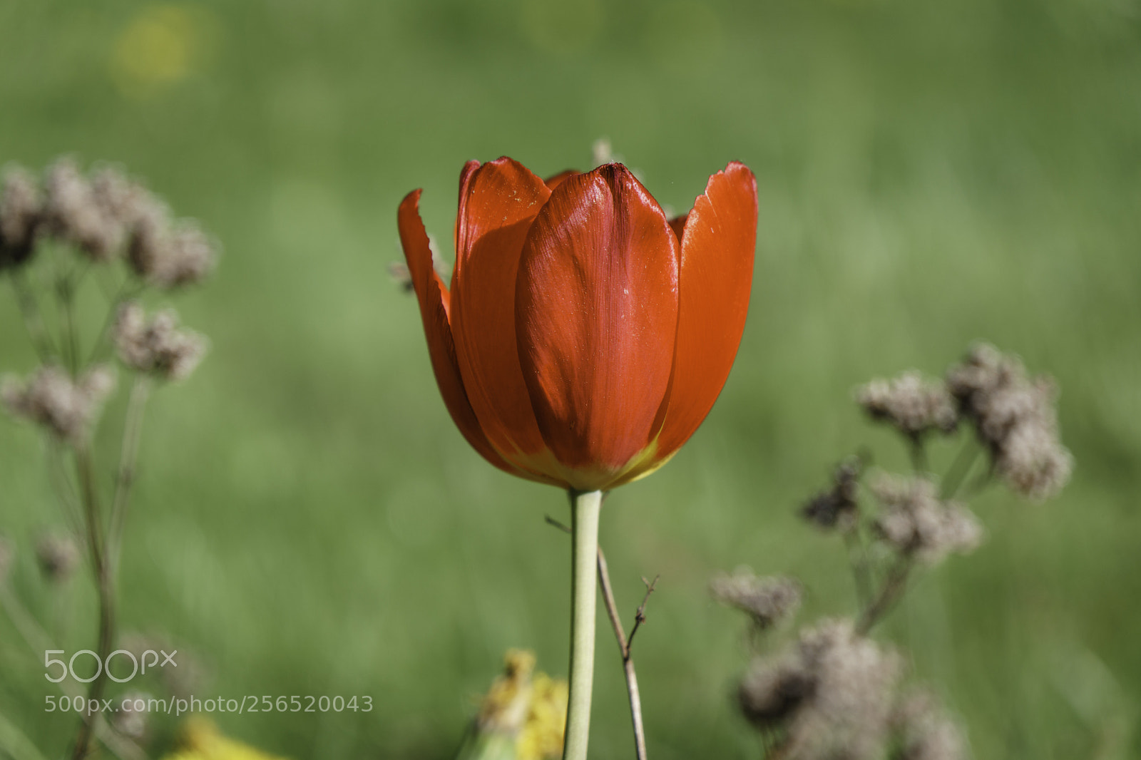 Sony a6300 sample photo. Red pop photography