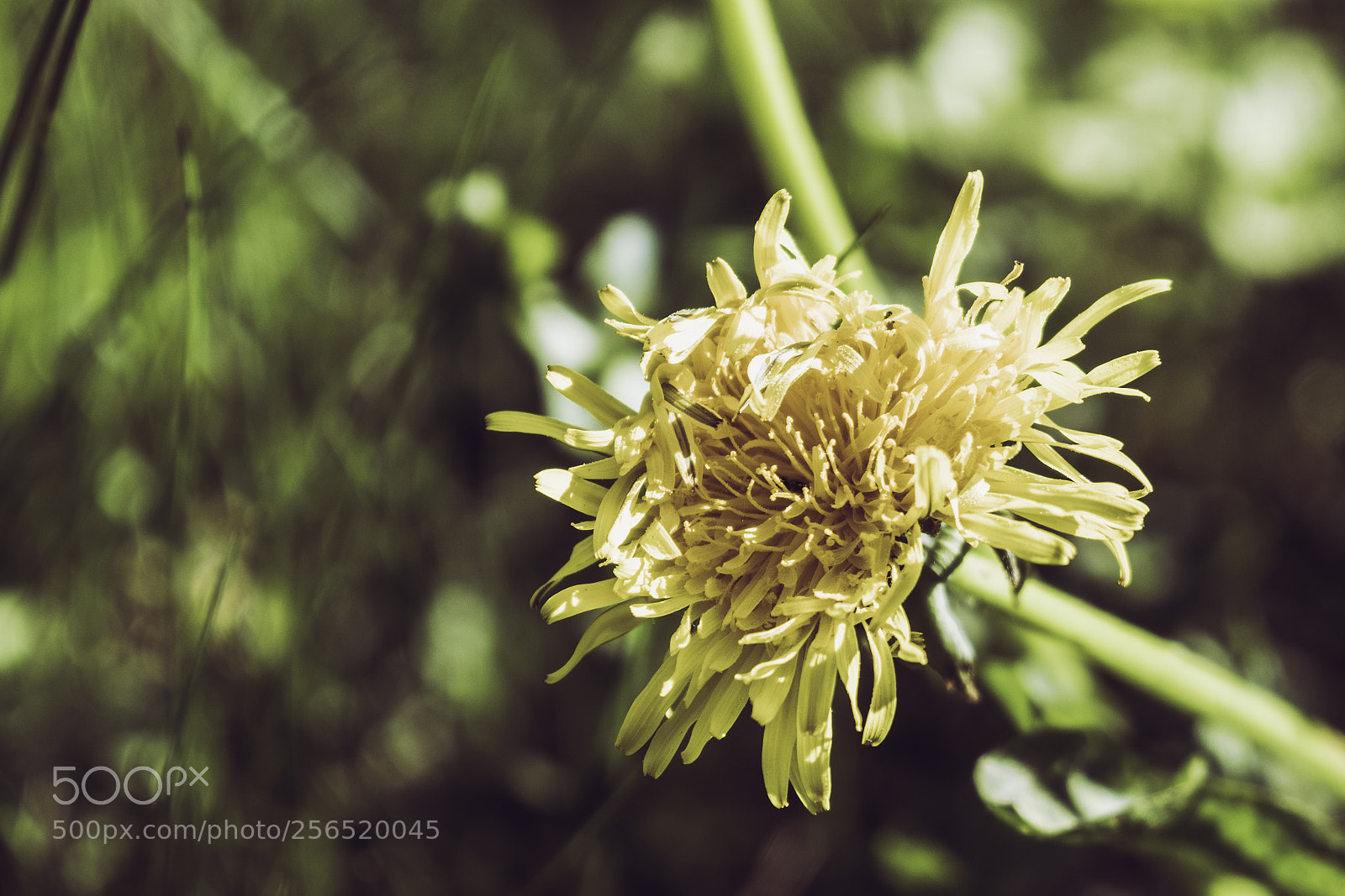 Sony a6300 sample photo. Crazy dandelion photography