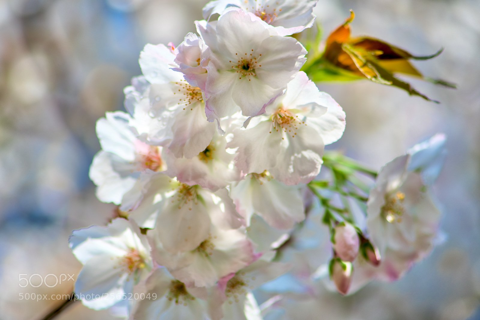 Nikon D500 sample photo. Cherry blossom photography
