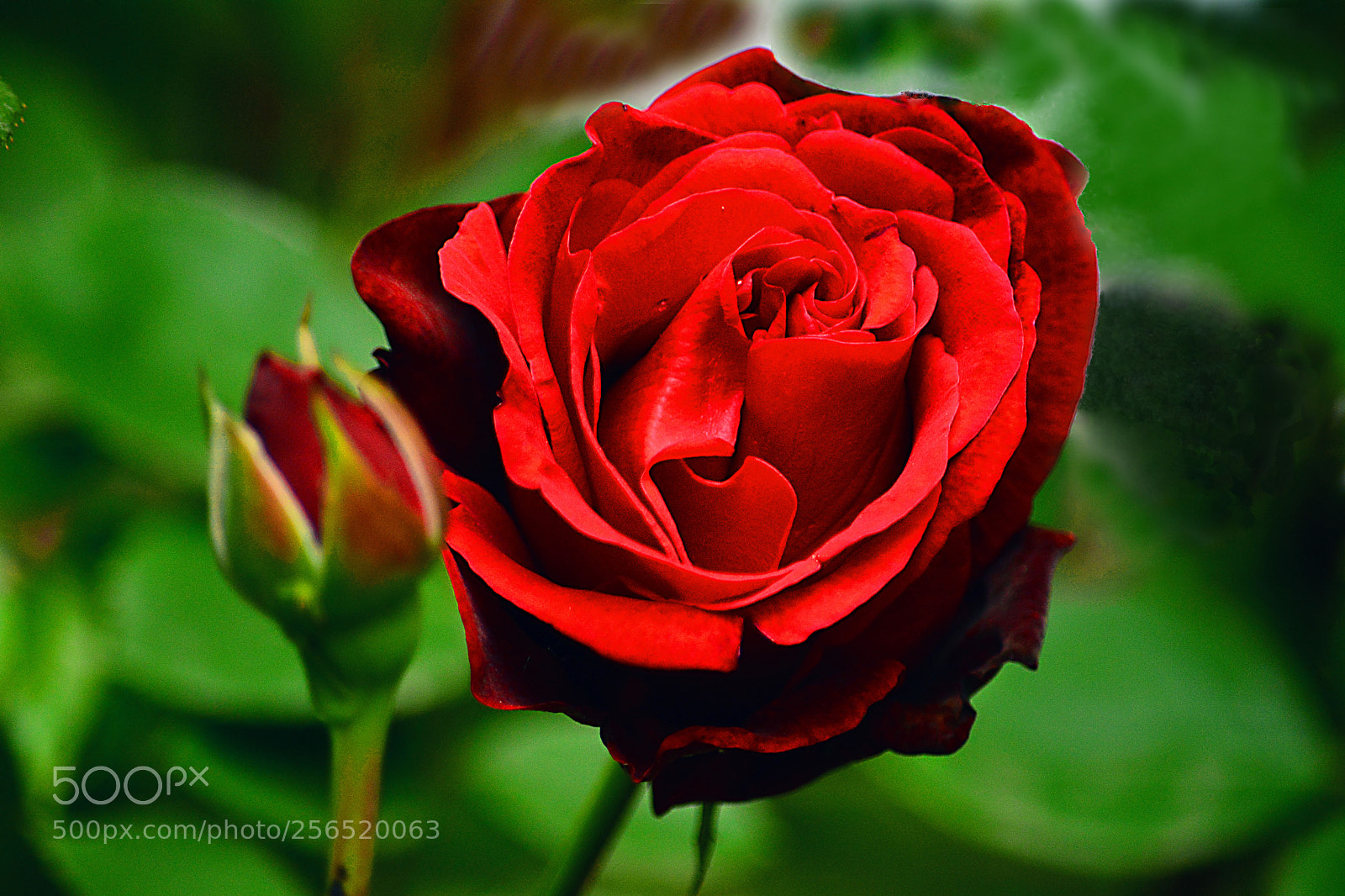 Nikon D5200 sample photo. Big red photography