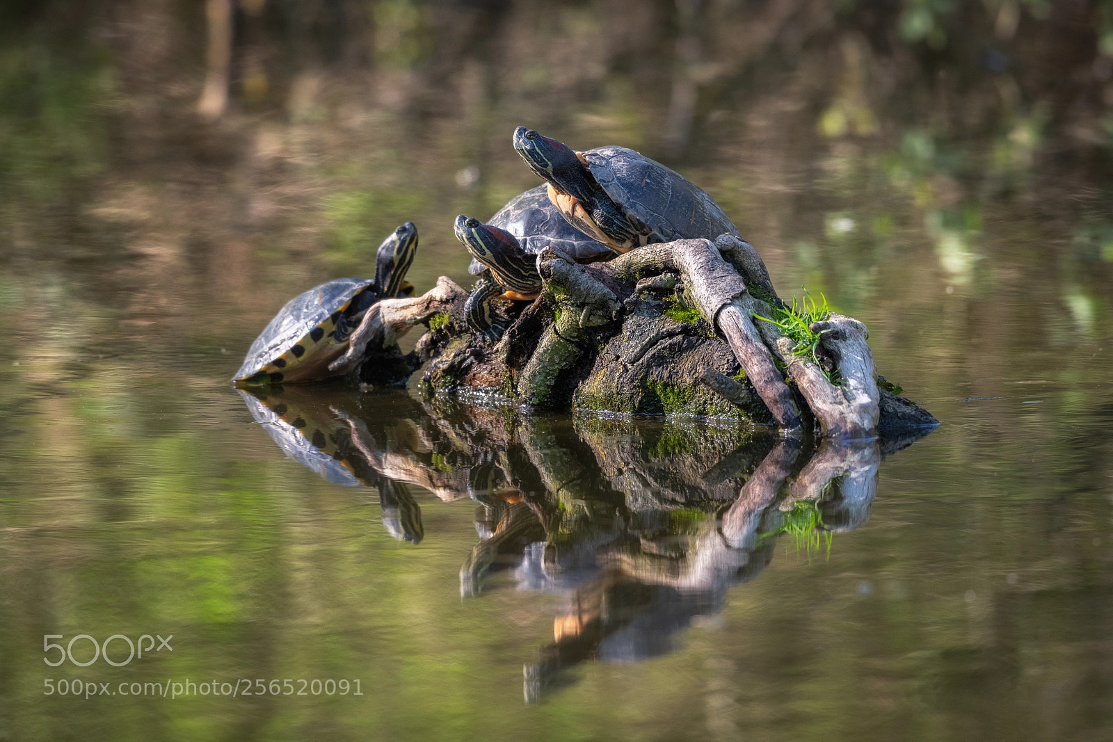 Nikon D850 sample photo. Three turtles photography
