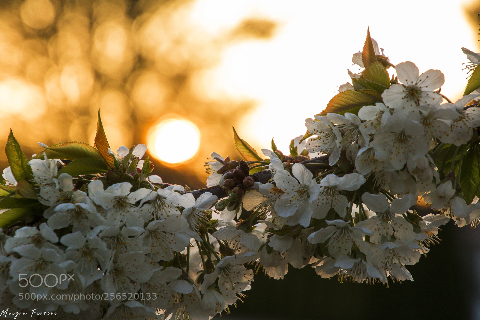 Canon EOS 750D (EOS Rebel T6i / EOS Kiss X8i) sample photo. Sweetful fire photography