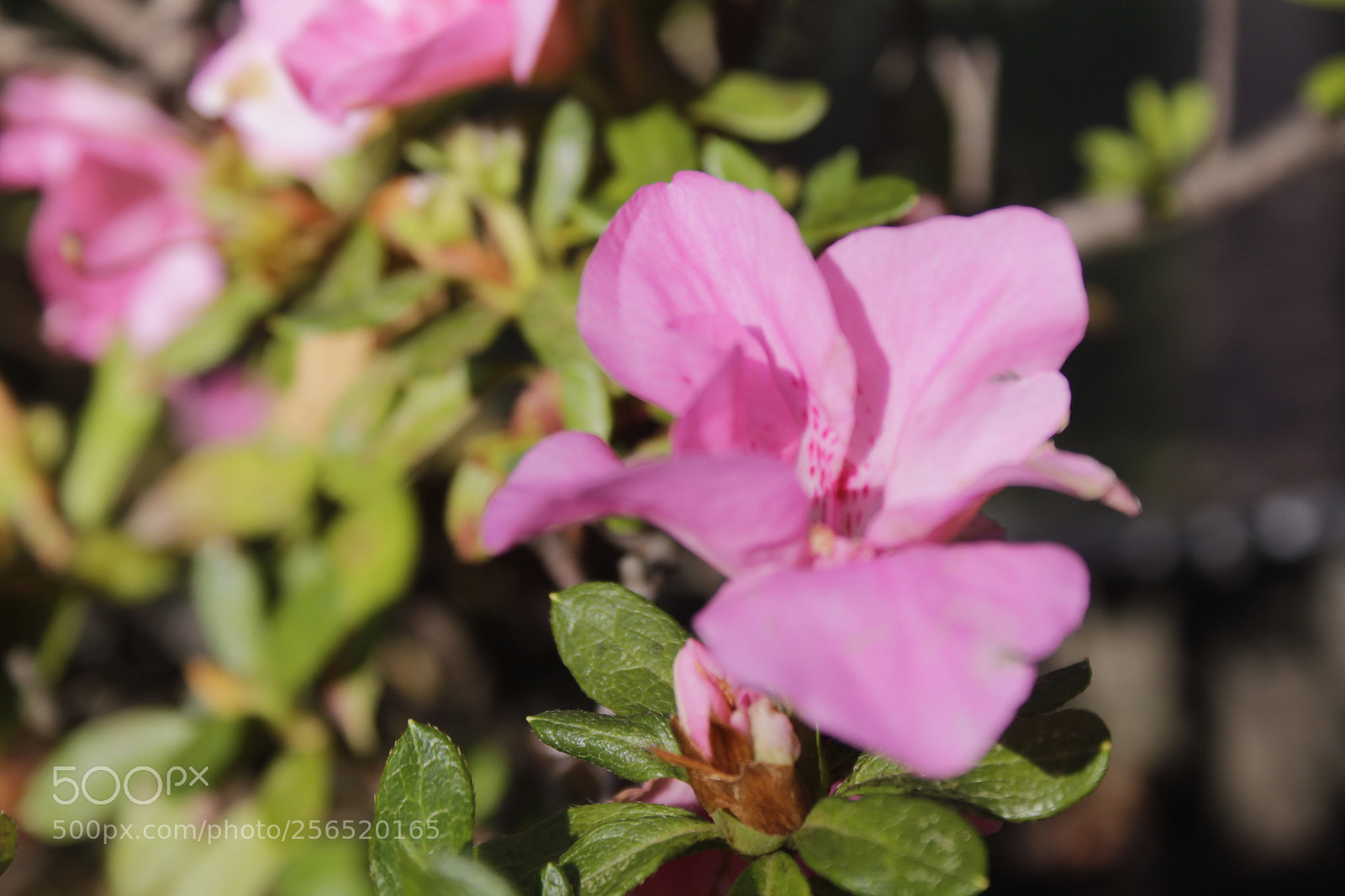 Canon EOS 1200D (EOS Rebel T5 / EOS Kiss X70 / EOS Hi) sample photo. Mg photography