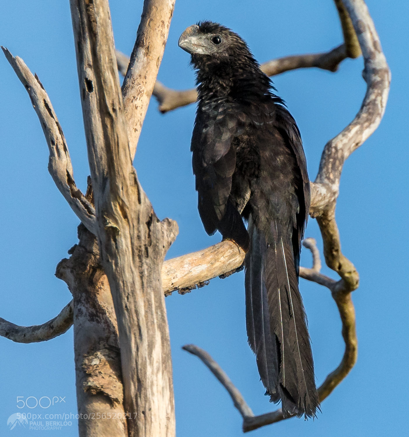 Canon EOS 5D Mark IV sample photo. Smooth billed ani in photography
