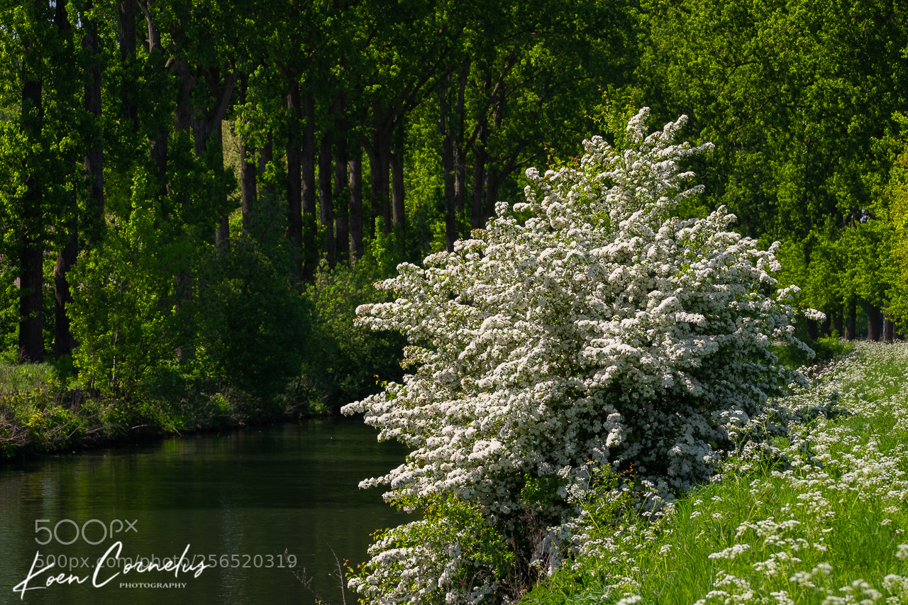 Fujifilm X-T1 sample photo. Flowering crataegus photography