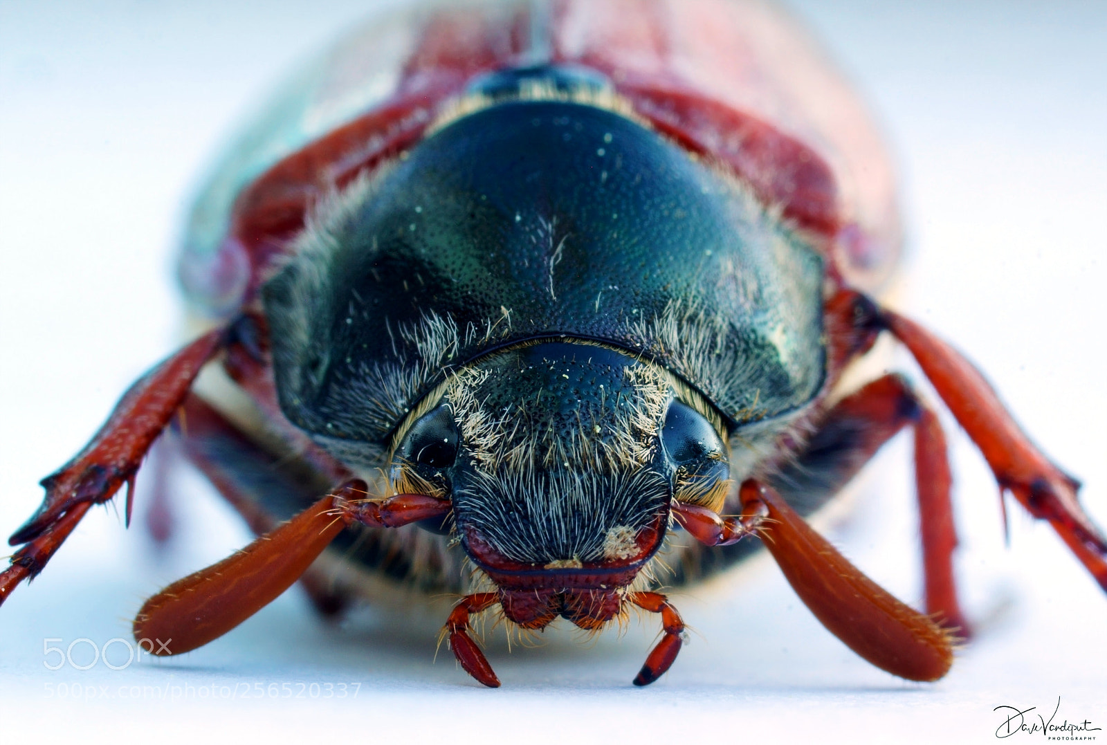 Sony SLT-A77 sample photo. May bug up close photography