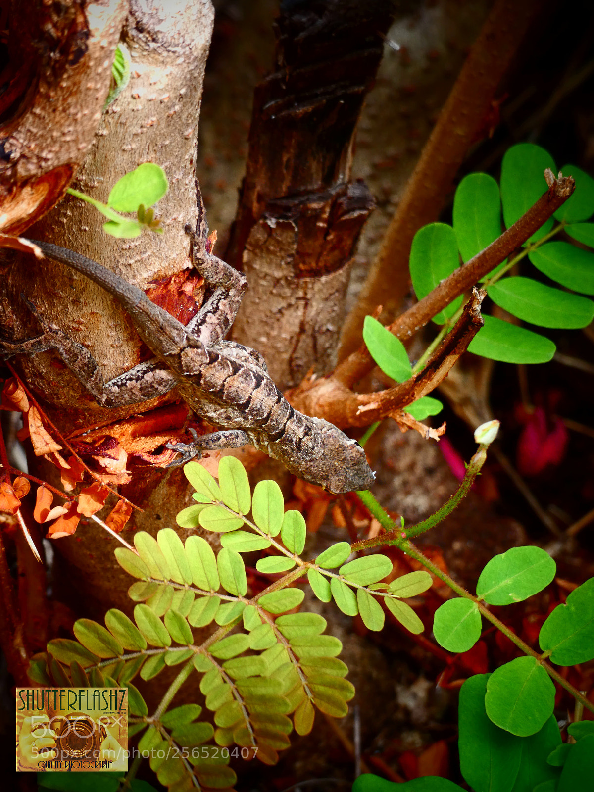 Panasonic Lumix DC-FZ80 (Lumix DC-FZ82) sample photo. Camo lizard photography