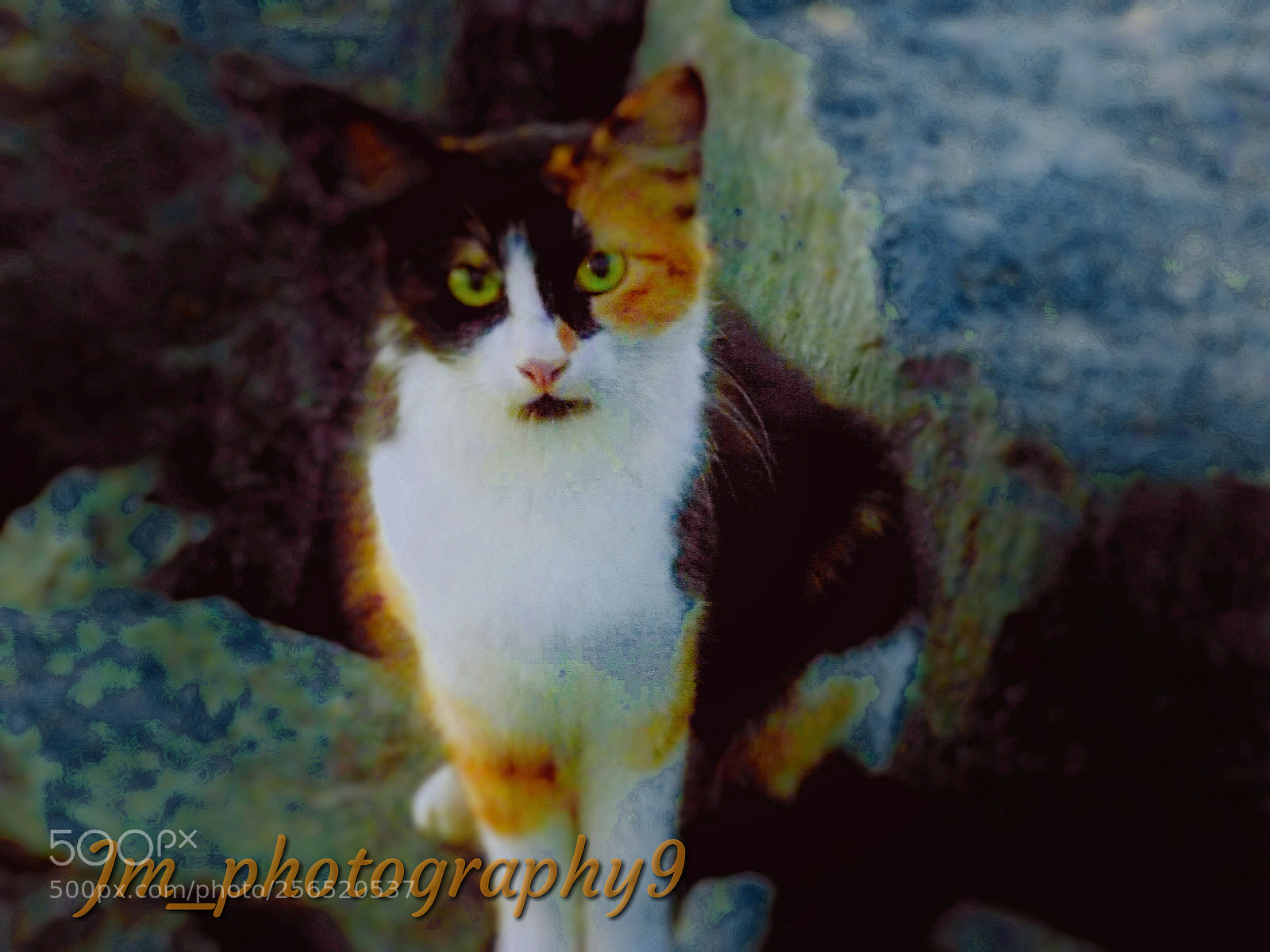 Nikon COOLPIX L340 sample photo. Cat photography
