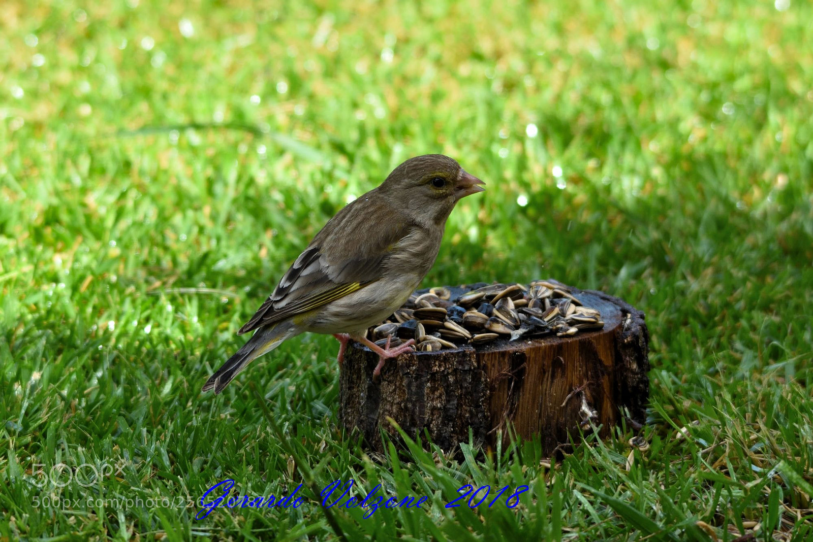 Nikon D750 sample photo. Dsc photography