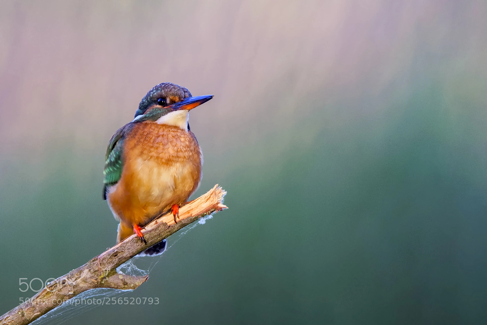 Nikon D7200 sample photo. Common kingfisher photography