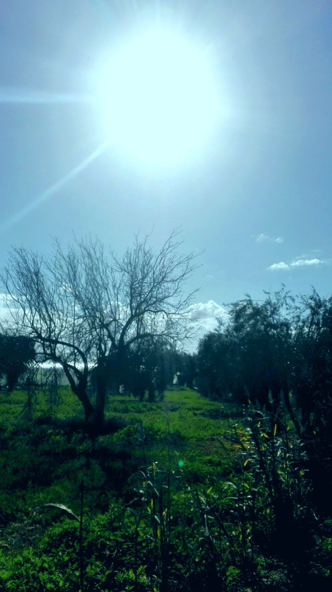HUAWEI Y6II sample photo