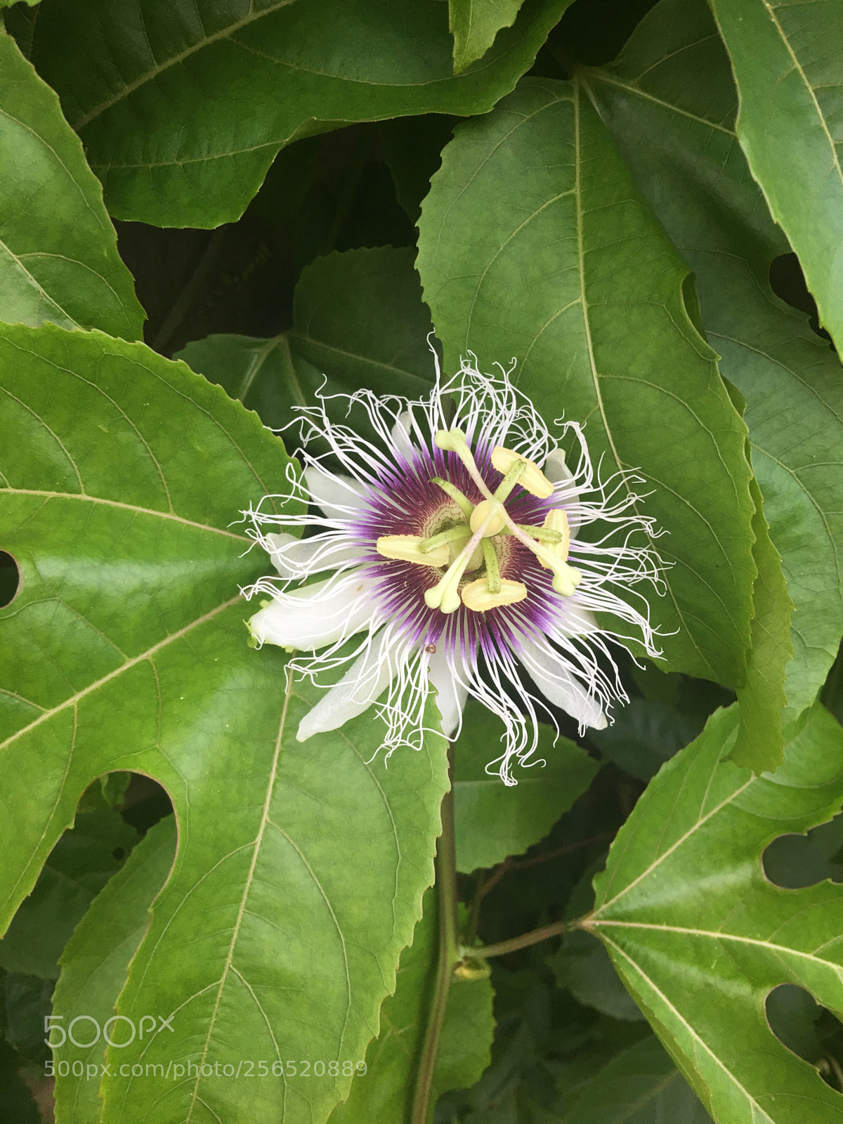 Apple iPhone 6s Plus sample photo. Is coming... photography
