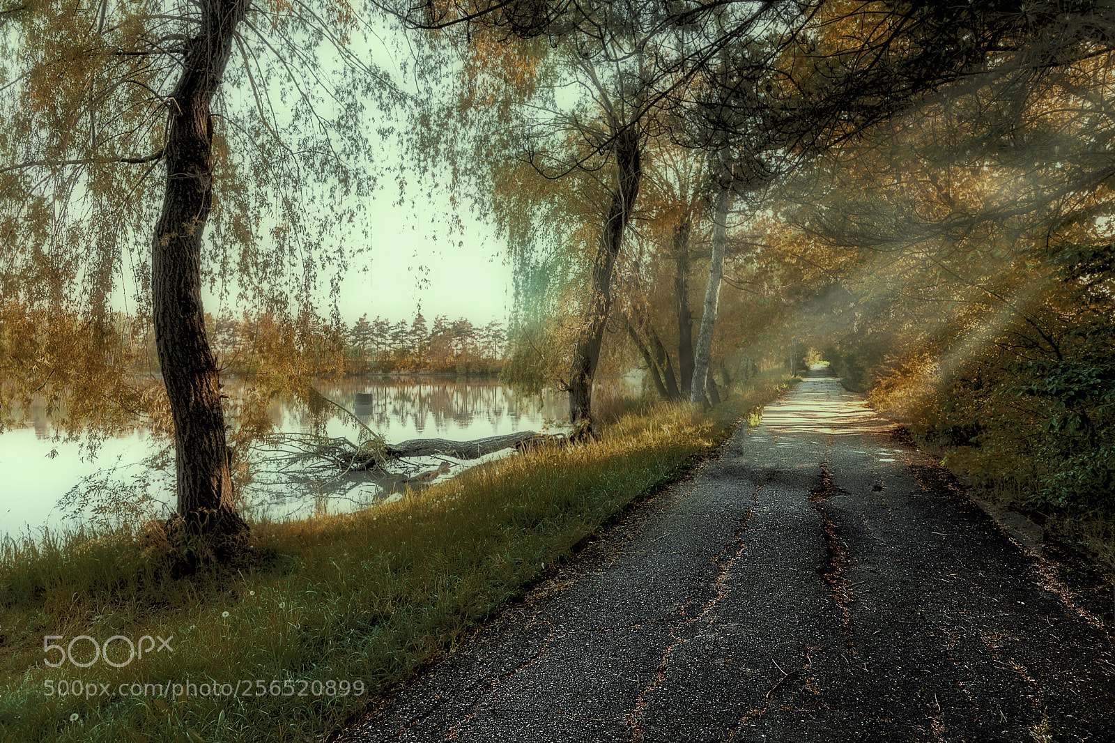 Canon EOS 6D Mark II sample photo. Road through the forest photography