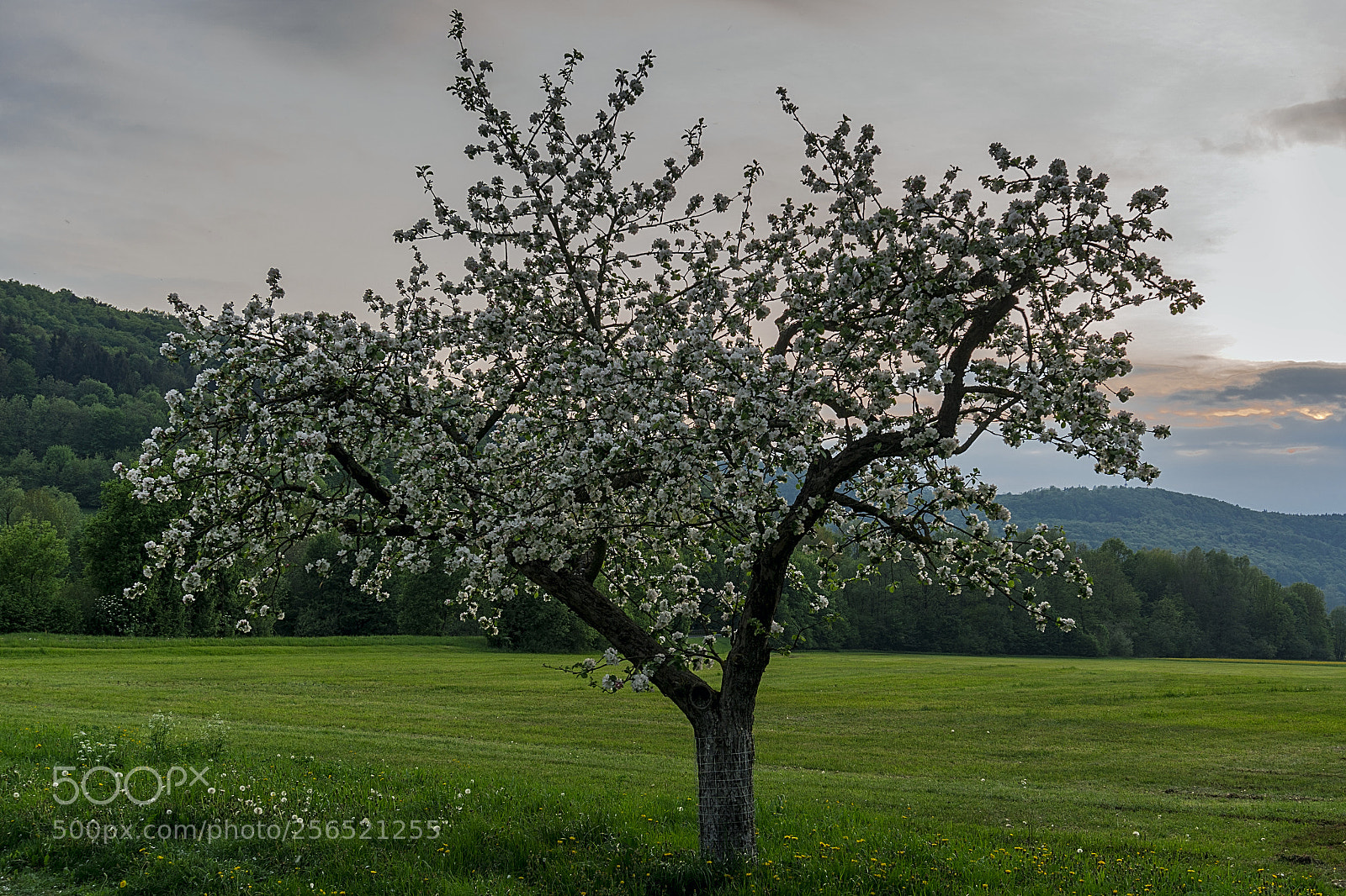 Sony a6300 sample photo. Tree photography