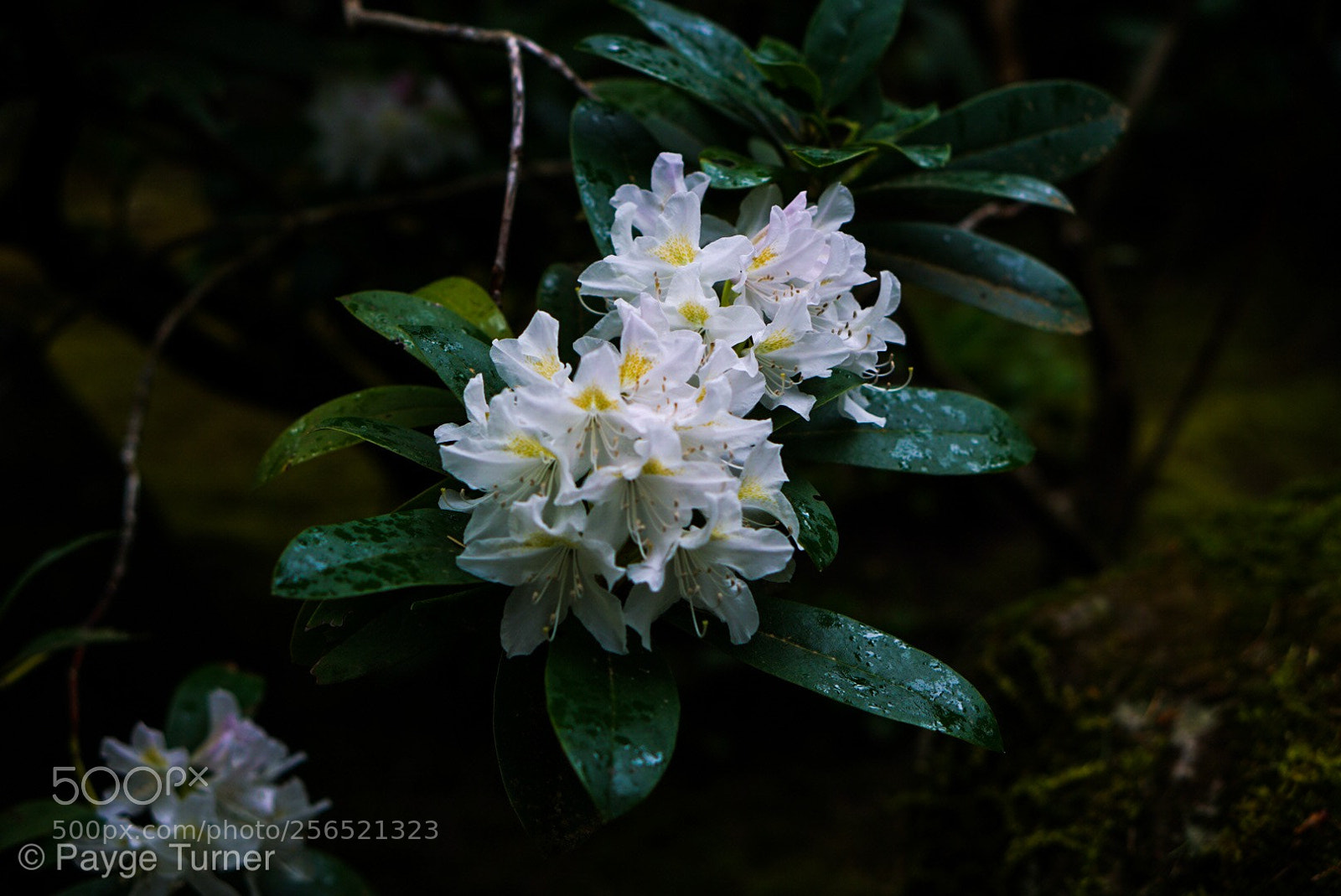 Sony a6000 sample photo. Lrg dsc photography
