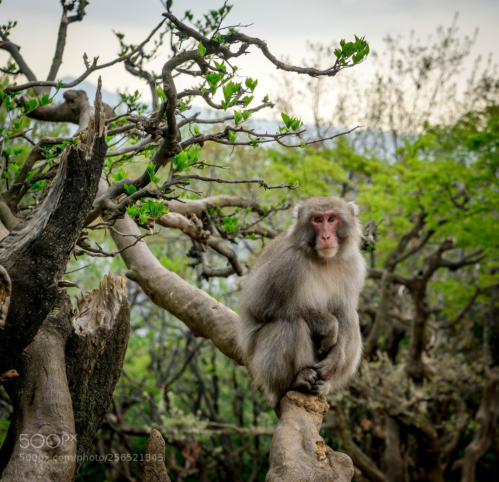 Sony a7 sample photo. Monkey in a tree photography