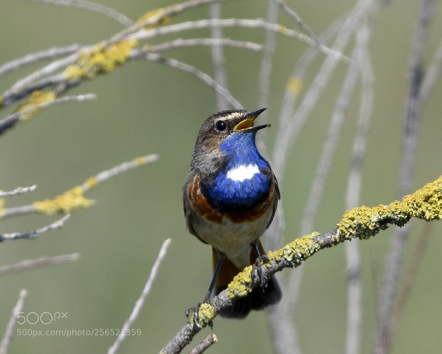 Nikon D7200 sample photo. Gorgebleue à miroir  photography