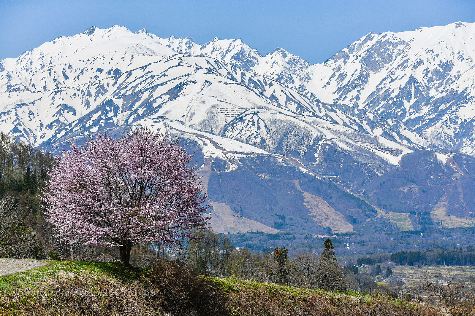 Nikon D850 sample photo. Lonely cherry tree 2 photography