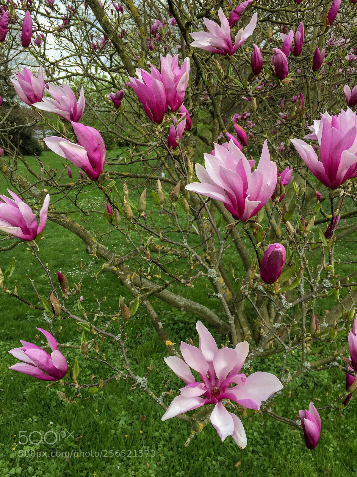 Apple iPhone 6 sample photo. Floating magnolia blossoms photography