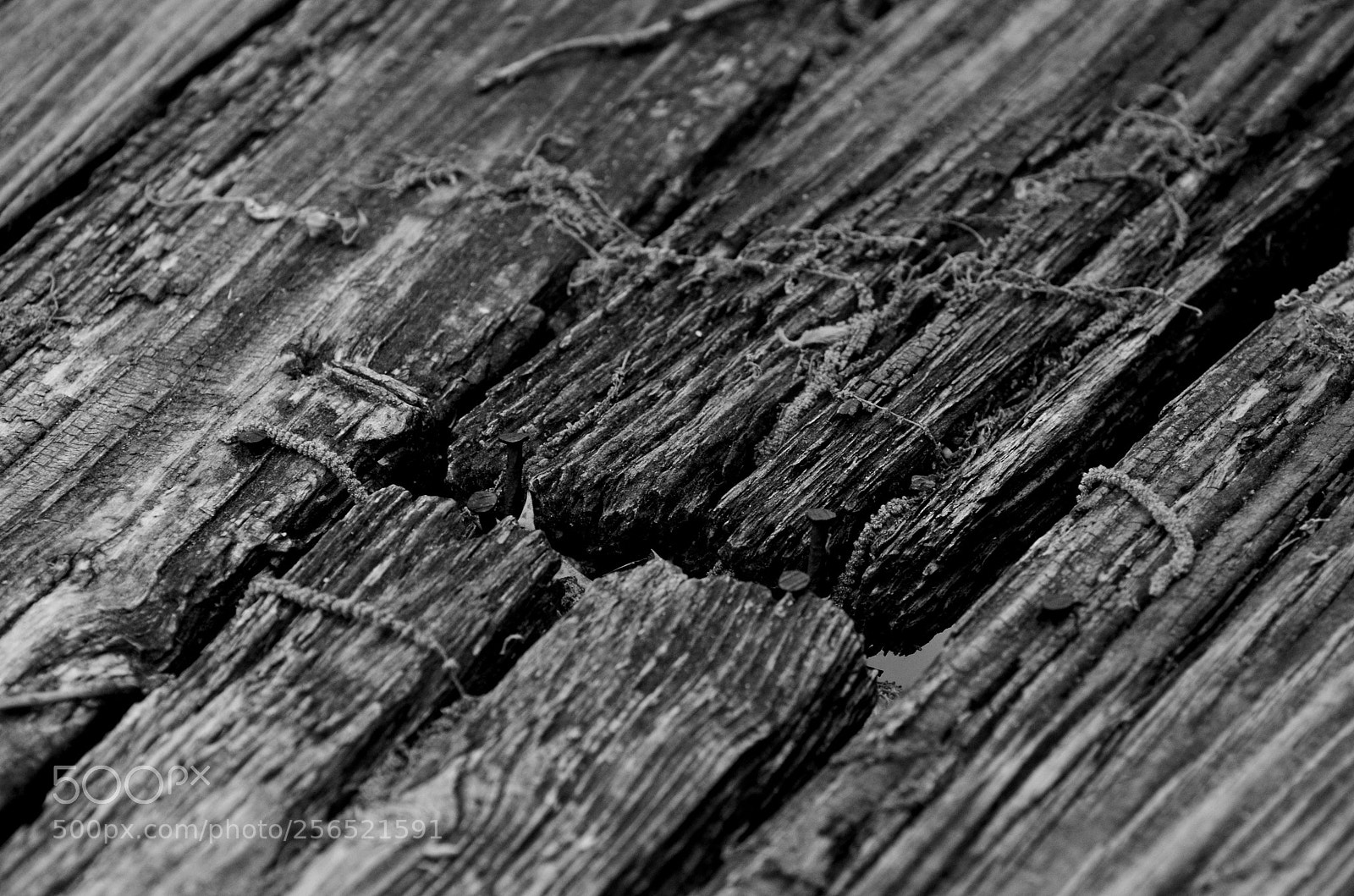 Nikon D7000 sample photo. Old age b&w photography