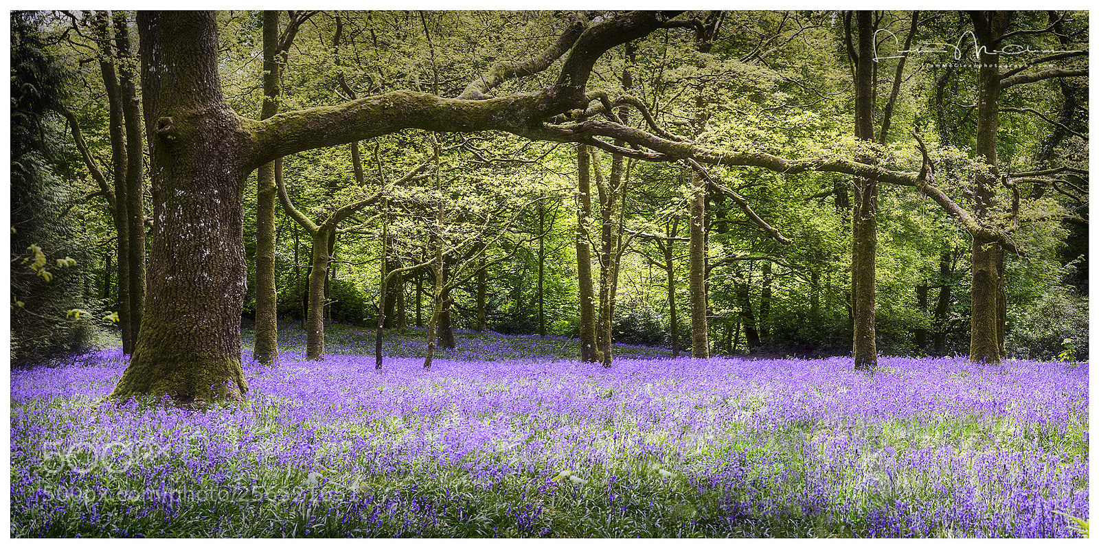 Nikon D7000 sample photo. Bluebells pano photography