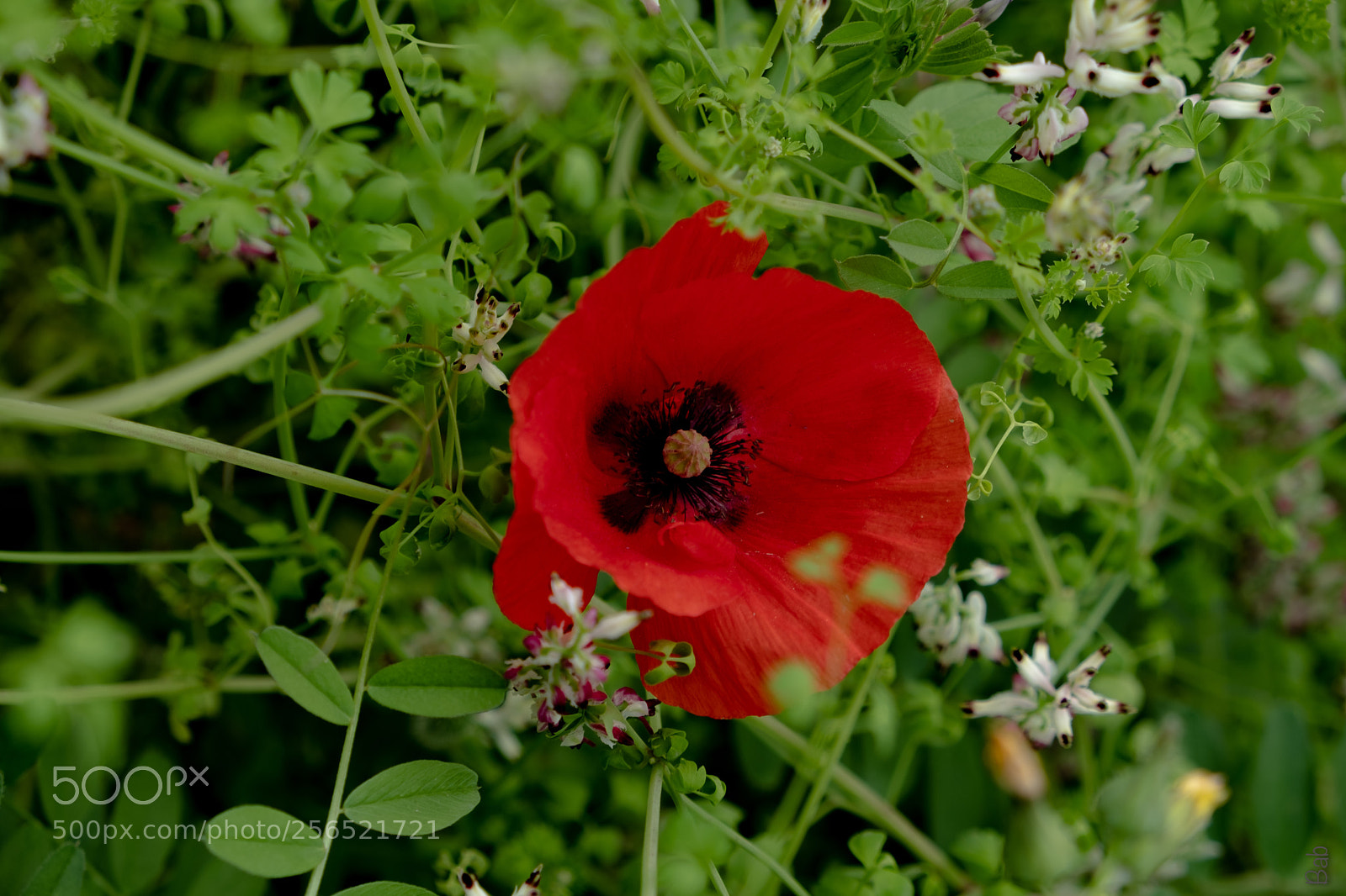 Fujifilm X-T2 sample photo. Printemps photography