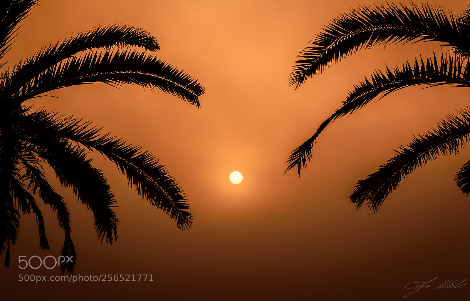 Nikon D5300 sample photo. Sun palms and fog photography
