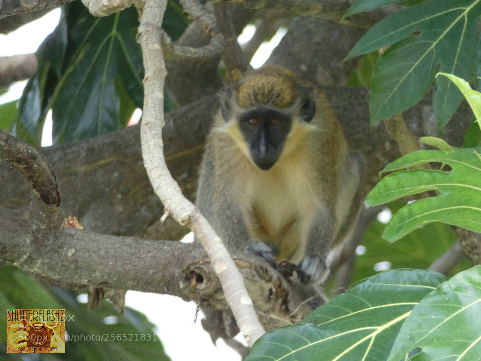 Panasonic Lumix DC-FZ80 (Lumix DC-FZ82) sample photo. Barbados green monkey photography