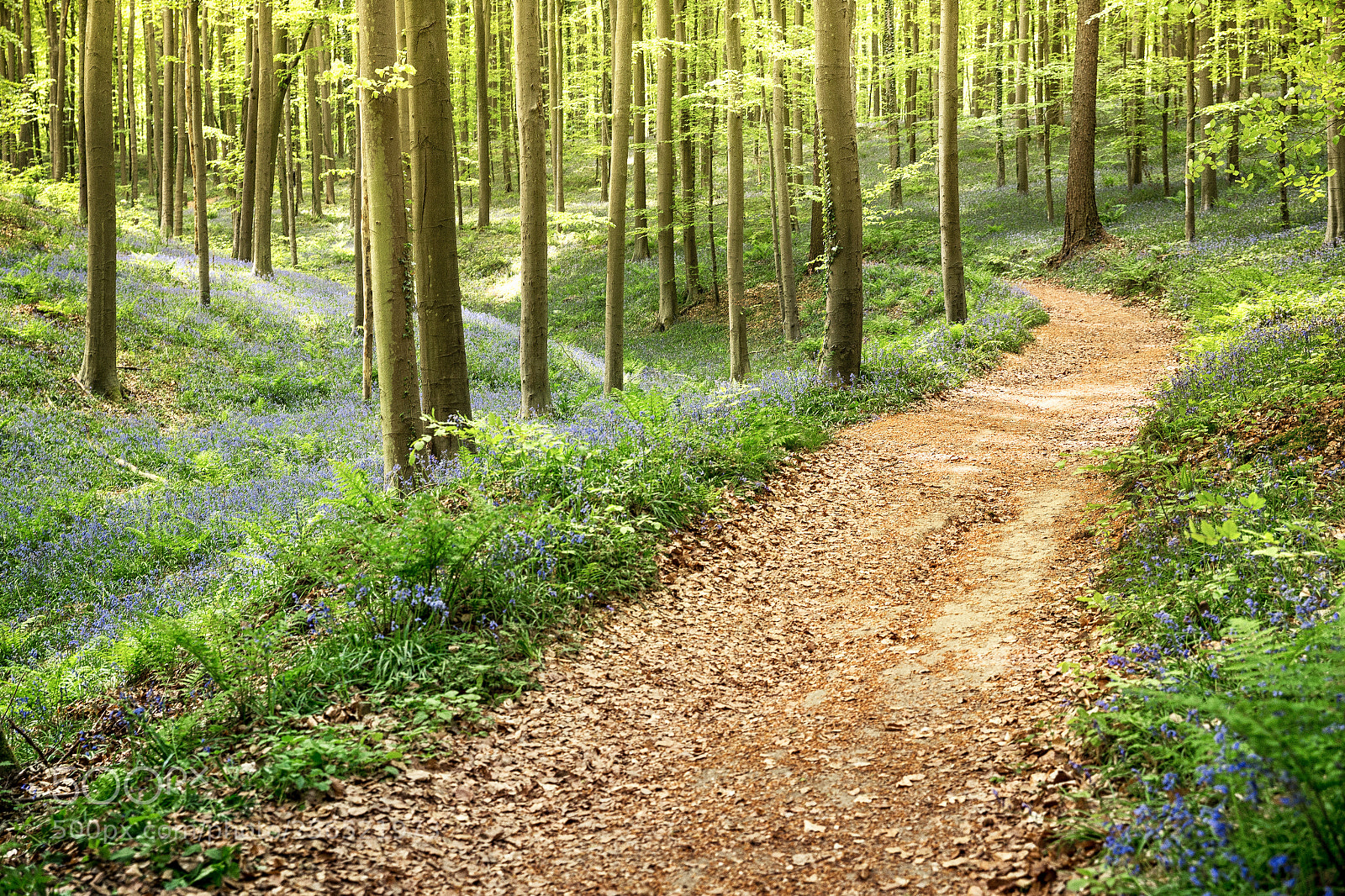 Canon EOS 6D sample photo. Hallerbos photography