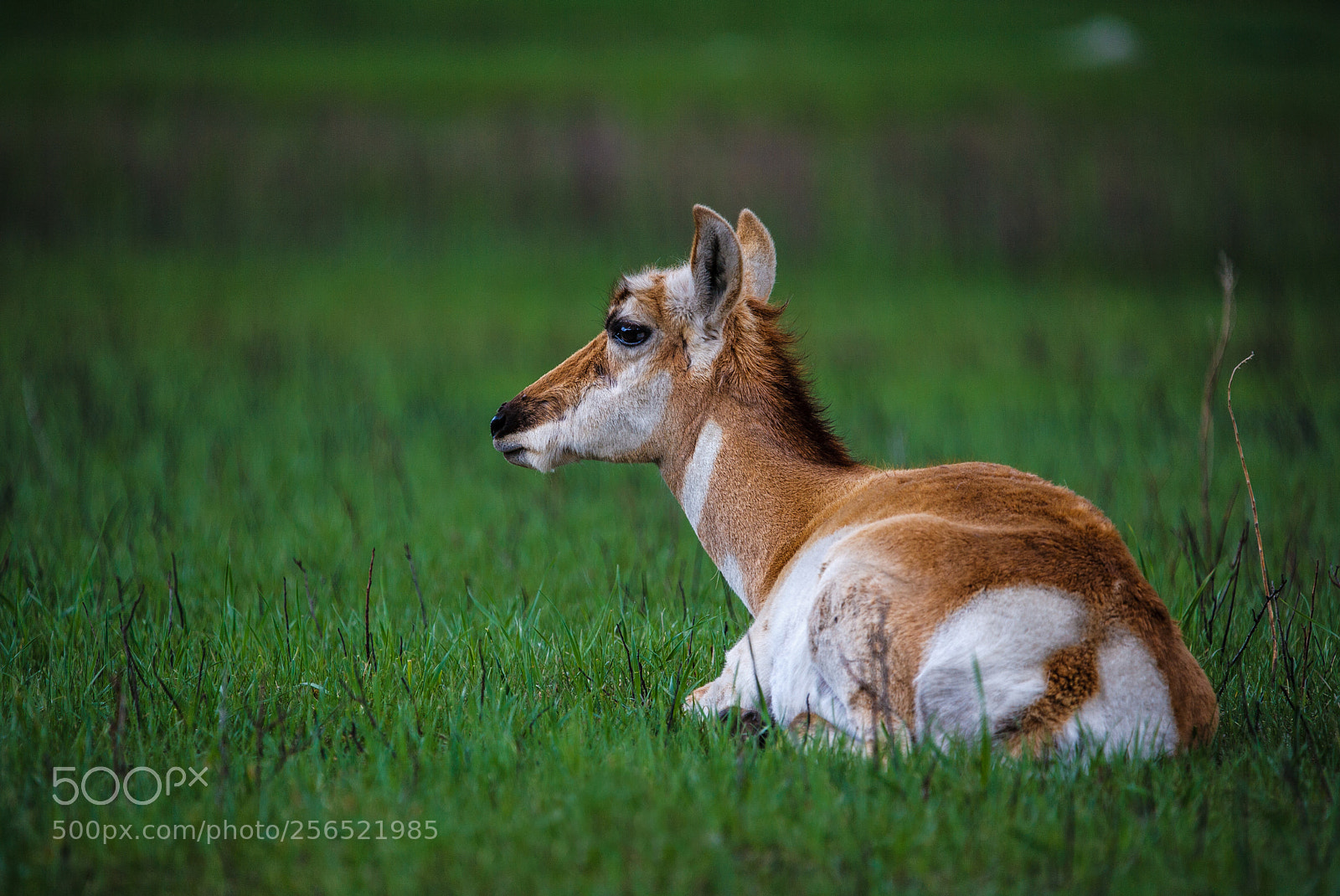 Canon EOS-1Ds Mark II sample photo. Antelope before the rain photography