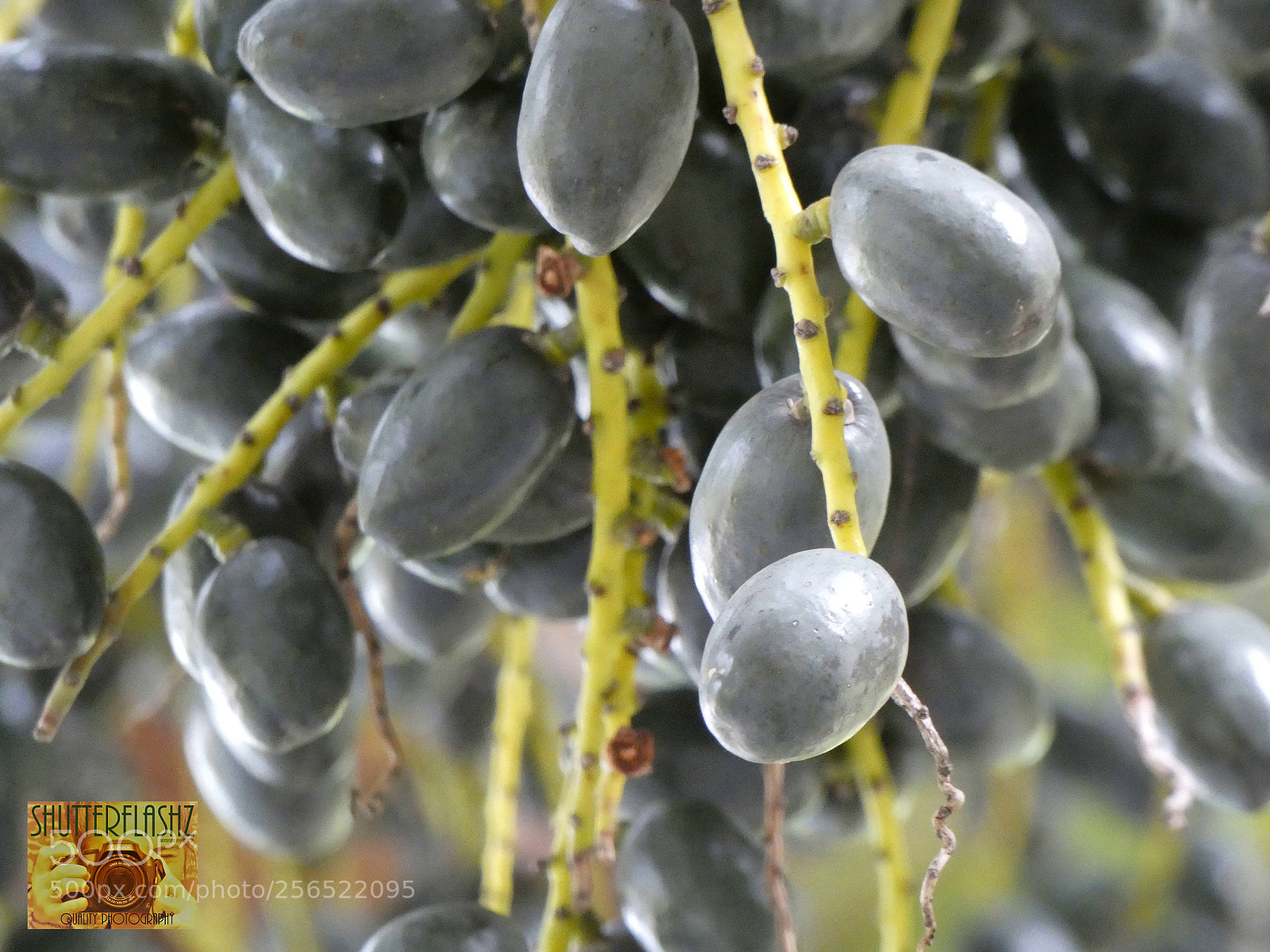 Panasonic Lumix DC-FZ80 (Lumix DC-FZ82) sample photo. Palm grapes photography