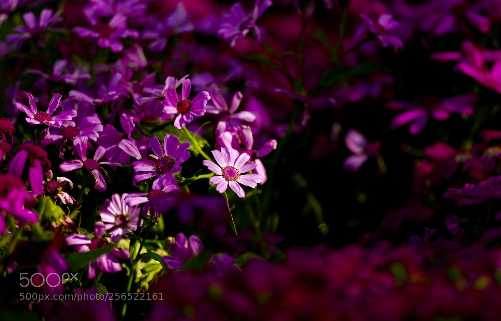 Leica SL (Typ 601) sample photo. Untitled photography