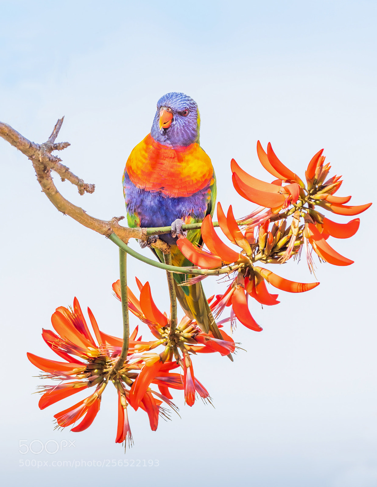 Olympus OM-D E-M1 Mark II sample photo. Rainbow lorikeet on coral photography