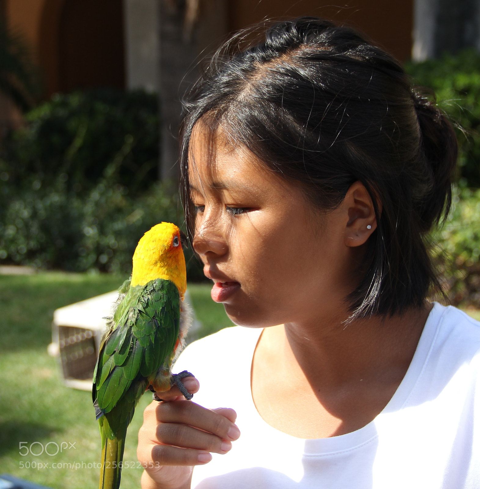Canon EOS 60D sample photo. Kiss, kiss,  birdie photography