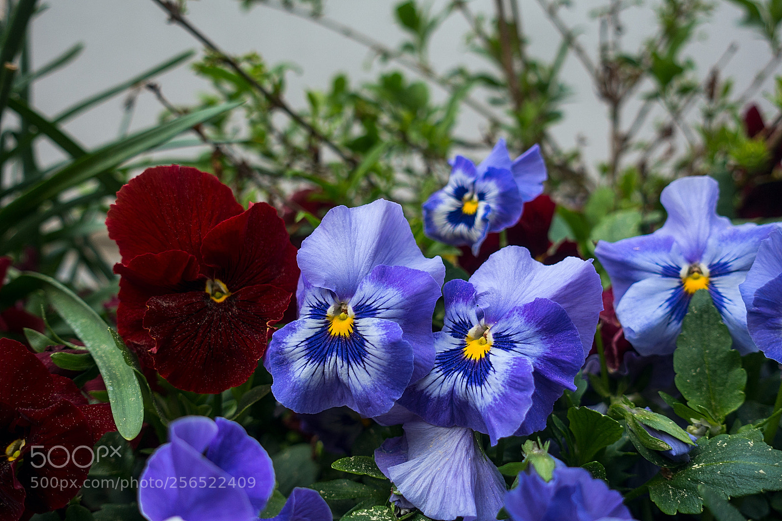 Sony DSC-RX100M5 sample photo. Flowers photography